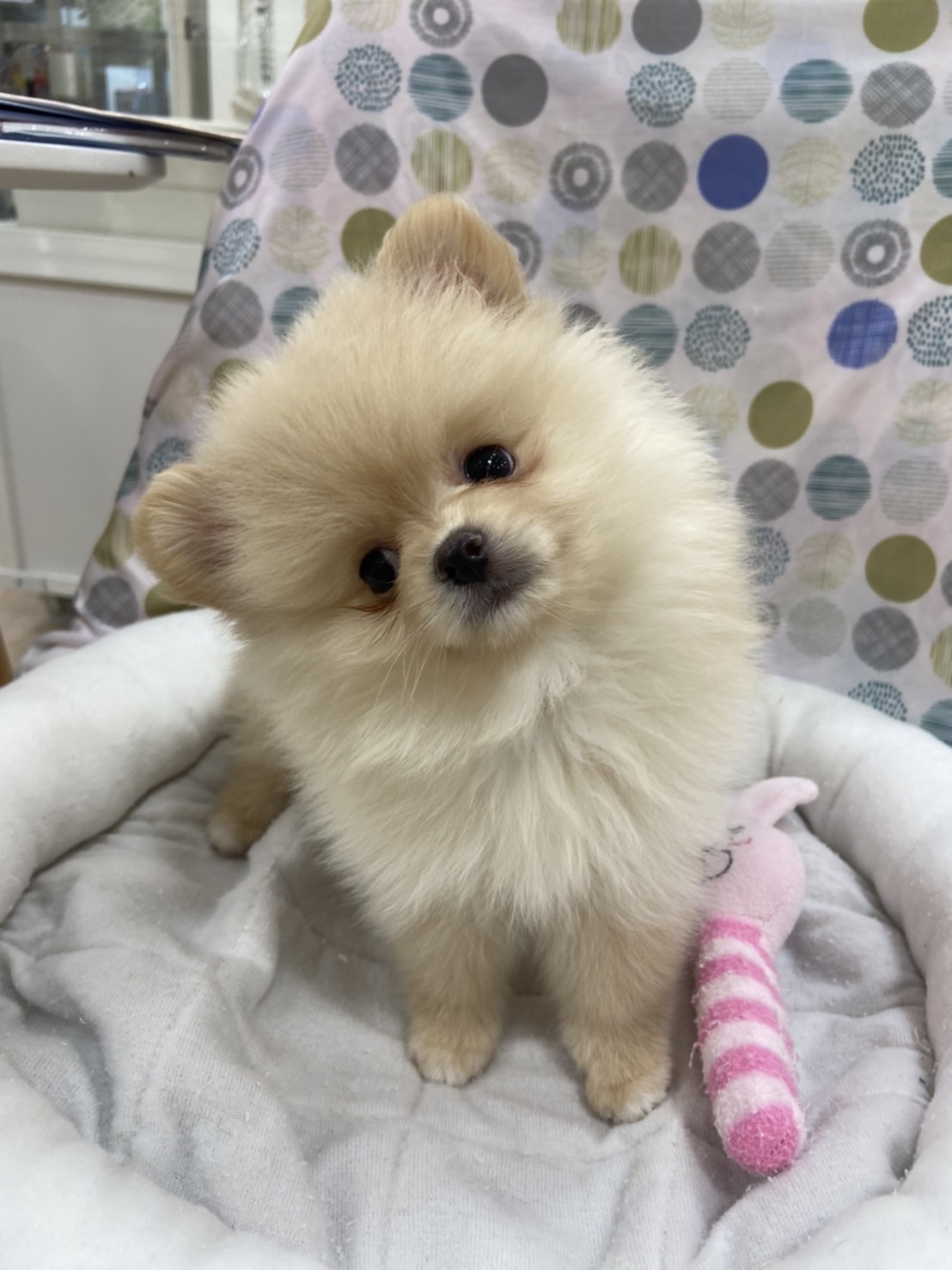 ペットショップならセンチュリーペット