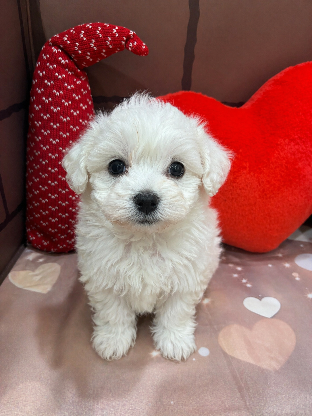 大阪府のビションフリーゼ (センチュリーペットそよら古川橋駅前店/2025年12月13日生まれ/男の子/ホワイト)の子犬の1枚目の画像