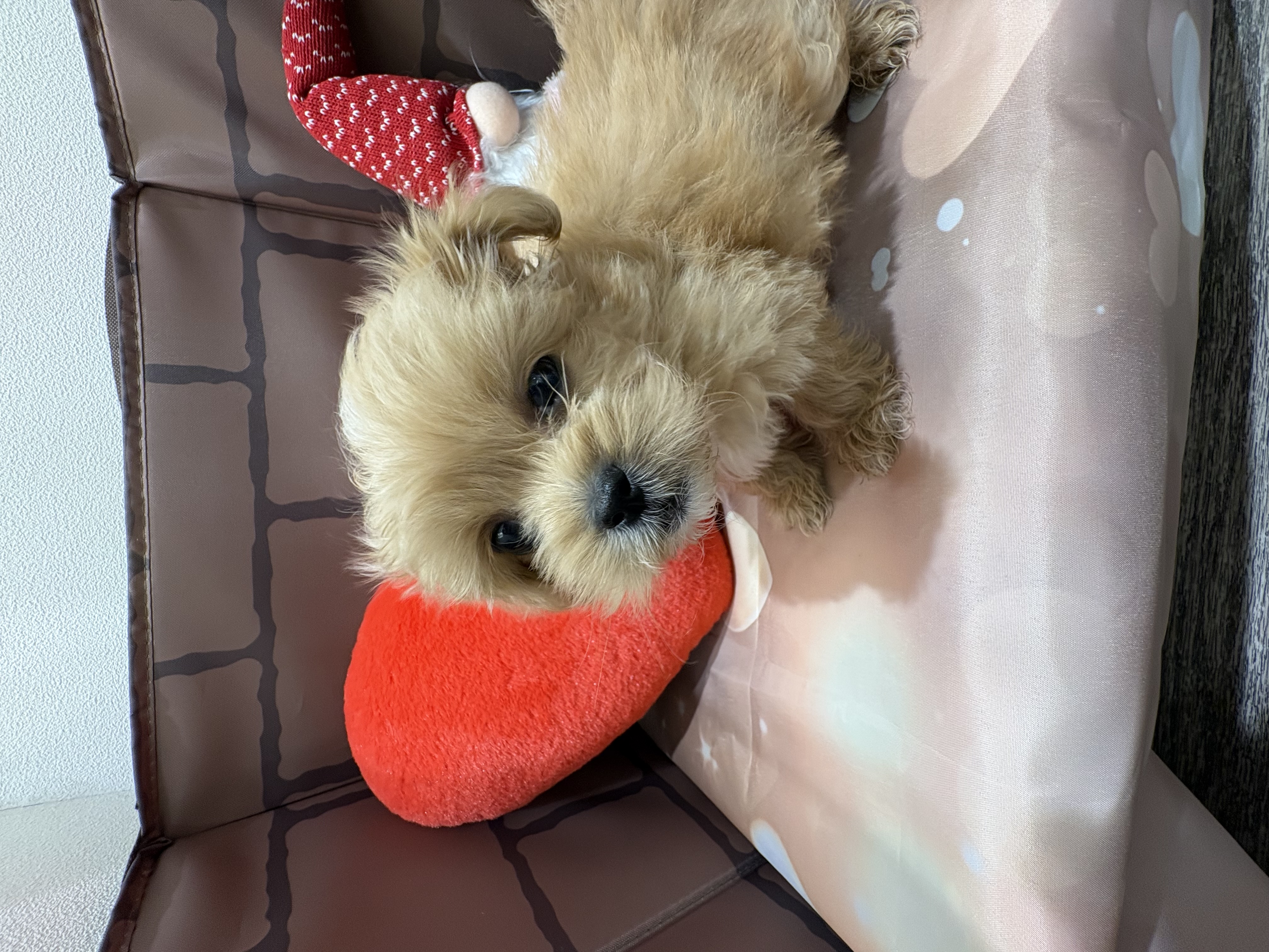 大阪府のペキプー(ペキニーズ×プードル) (センチュリーペットそよら古川橋駅前店/2025年12月9日生まれ/男の子/その他色)の子犬の2枚目の画像