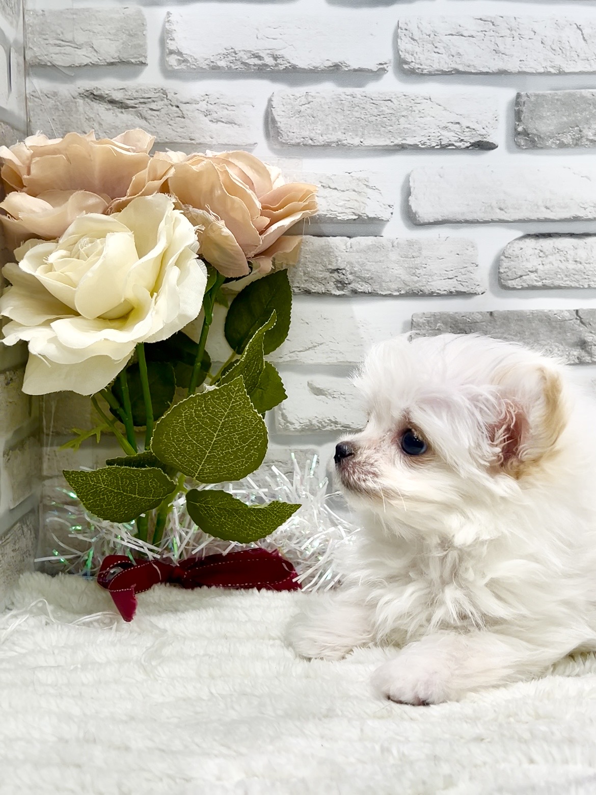 東京都のチワマル/マルチワ(チワワ×マルチーズ) (センチュリーペット瑞江店/2025年12月2日生まれ/女の子/その他色)の子犬の2枚目の画像