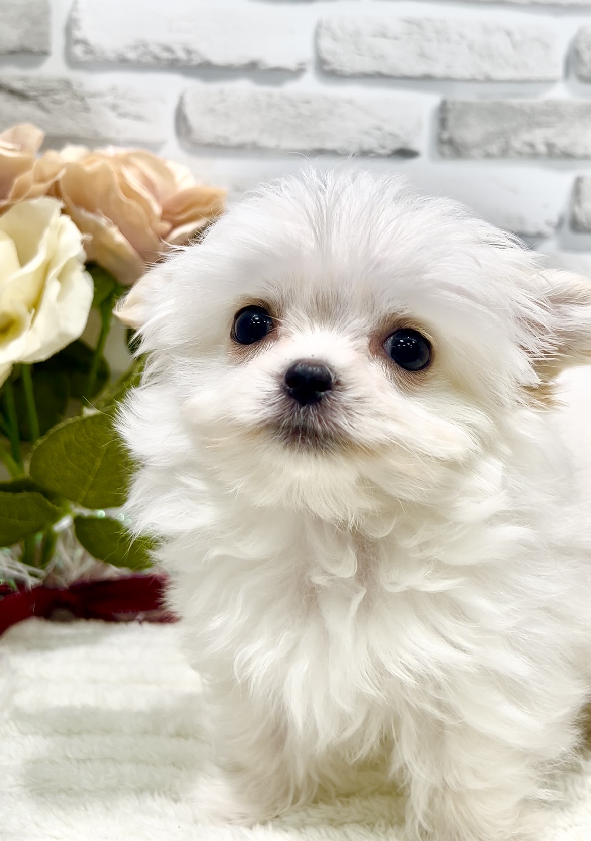 東京都のチワマル/マルチワ(チワワ×マルチーズ) (センチュリーペット瑞江店/2025年12月2日生まれ/女の子/その他色)の子犬の3枚目の画像