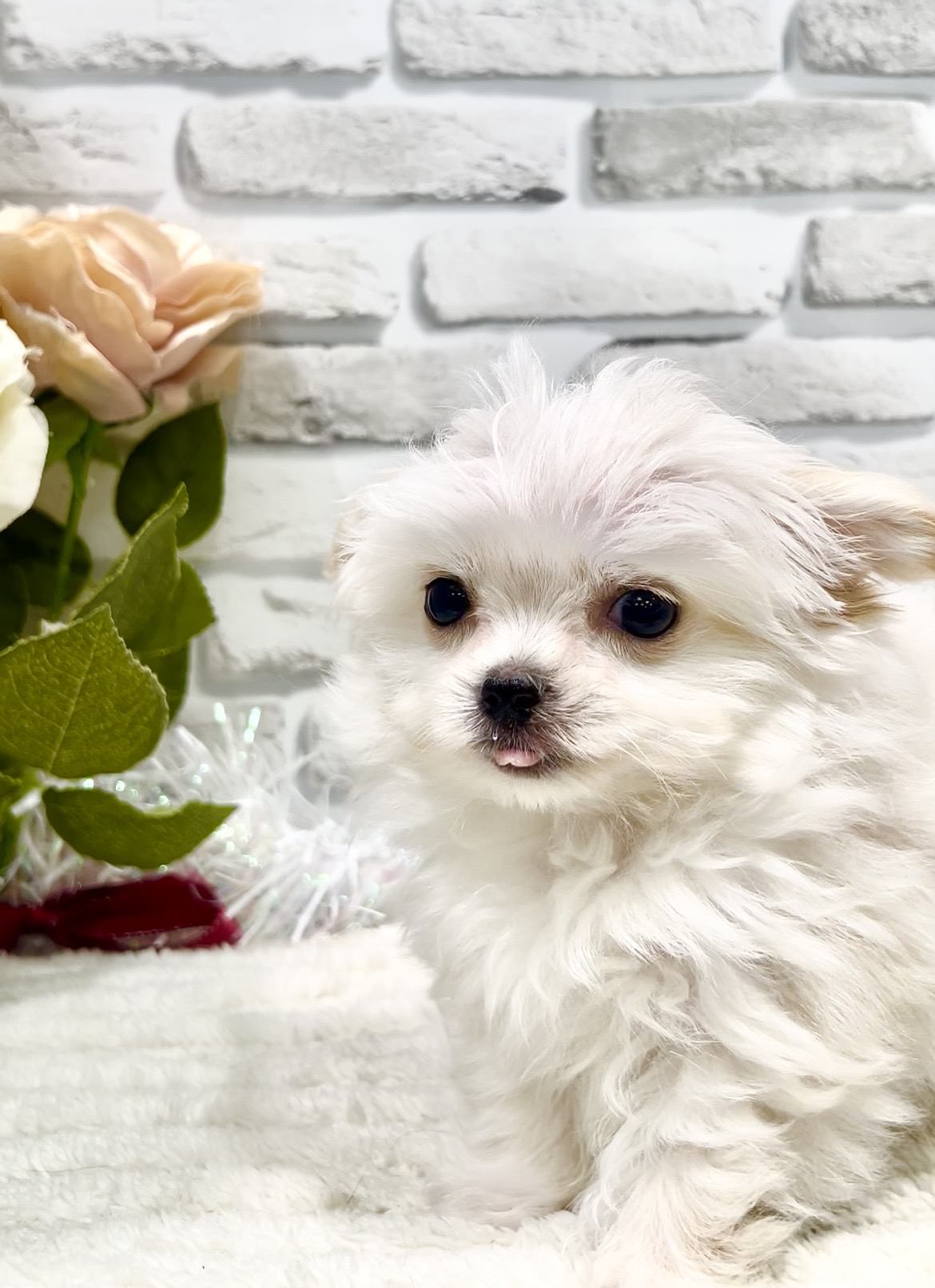 東京都のチワマル/マルチワ(チワワ×マルチーズ) (センチュリーペット瑞江店/2025年12月2日生まれ/女の子/その他色)の子犬の4枚目の画像