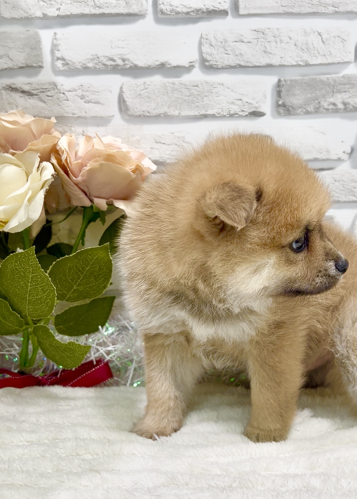 東京都のポメ柴/豆ポメ/ポメ豆柴(ポメラニアン×柴犬) (センチュリーペット瑞江店/2025年12月19日生まれ/男の子/その他色)の子犬の2枚目の画像
