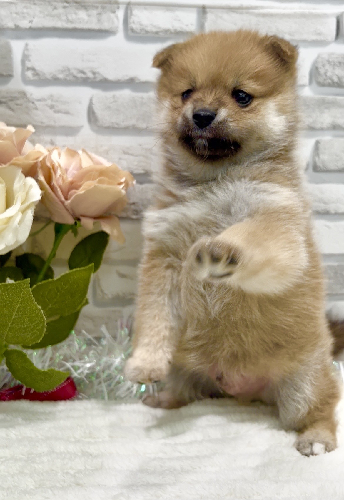 東京都のポメ柴/豆ポメ/ポメ豆柴(ポメラニアン×柴犬) (センチュリーペット瑞江店/2025年12月19日生まれ/男の子/その他色)の子犬の3枚目の画像