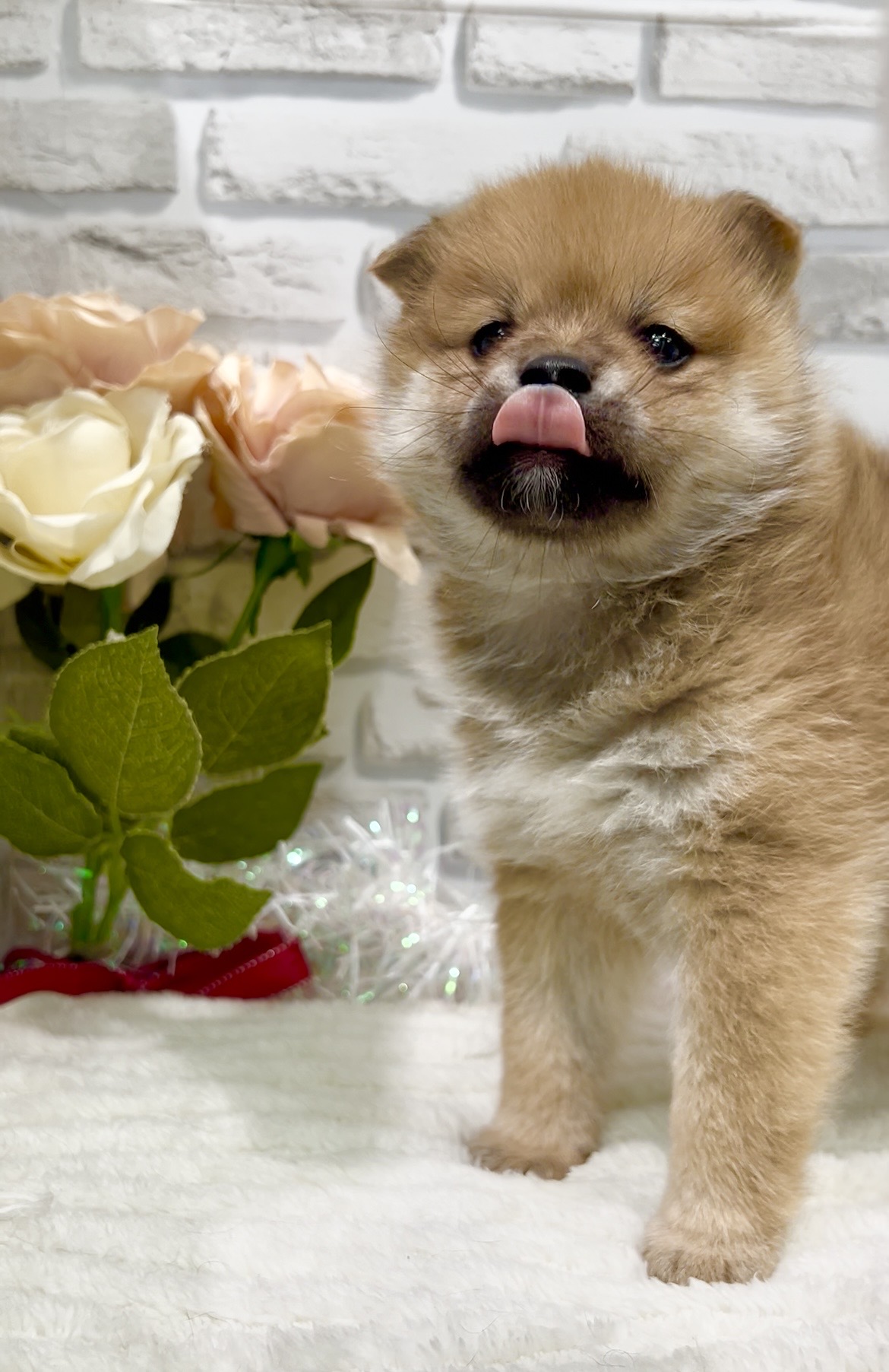 東京都のポメ柴/豆ポメ/ポメ豆柴(ポメラニアン×柴犬) (センチュリーペット瑞江店/2025年12月19日生まれ/男の子/その他色)の子犬の4枚目の画像