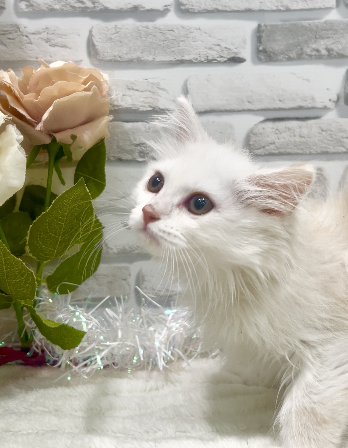 東京都のサイベリアン (センチュリーペット瑞江店/2025年12月7日生まれ/女の子/カメオタビーホワイト)の子猫の2枚目の画像