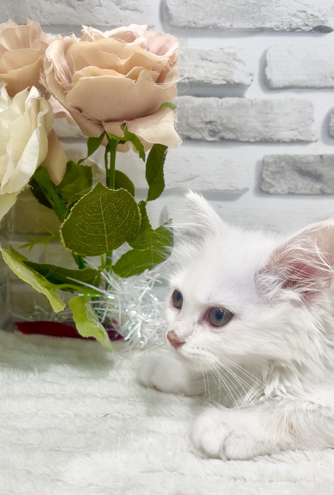 東京都のサイベリアン (センチュリーペット瑞江店/2025年12月7日生まれ/女の子/カメオタビーホワイト)の子猫の3枚目の画像