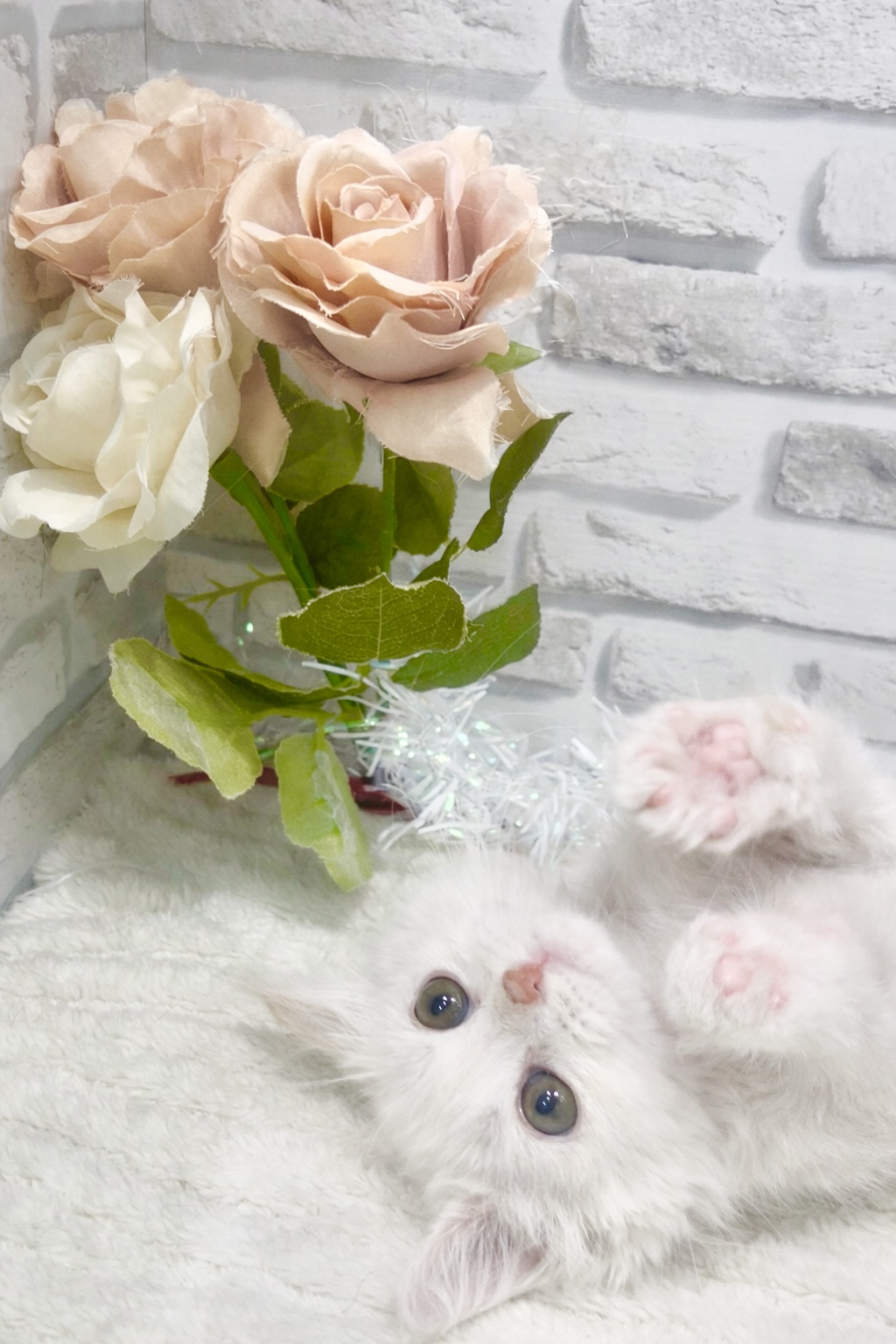 東京都のサイベリアン (センチュリーペット瑞江店/2025年12月7日生まれ/女の子/カメオタビーホワイト)の子猫の4枚目の画像