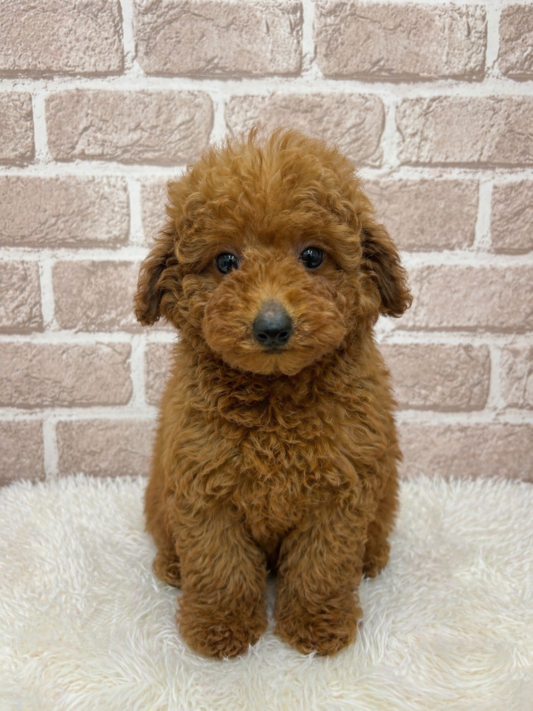 大阪府のトイプードル(トイ) (センチュリーペットそよら古川橋駅前店/2025年12月15日生まれ/男の子/レッド)の子犬