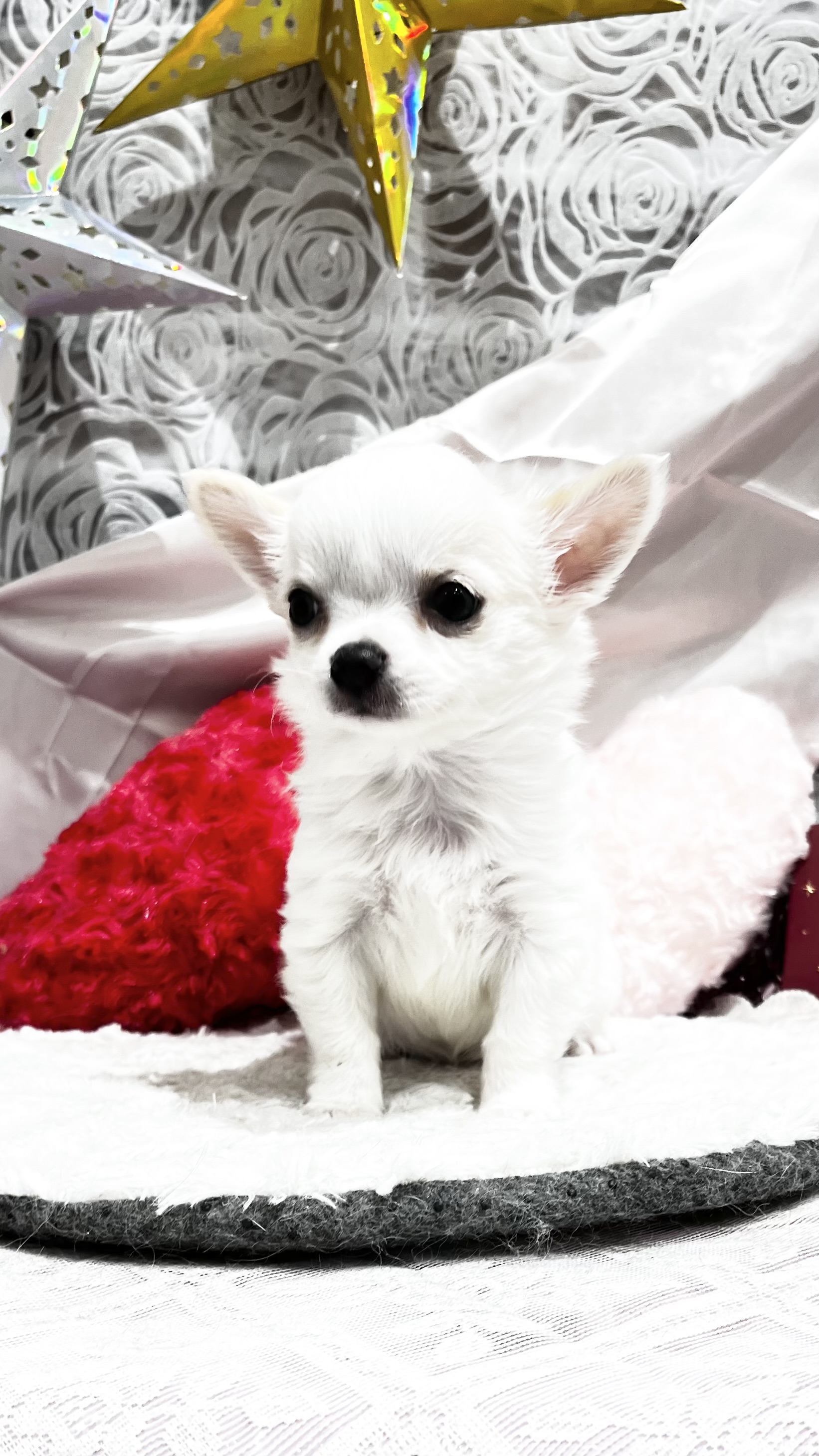 東京都のチワワ(ロング) (センチュリーペットイオン葛西店/2025年12月25日生まれ/男の子/クリーム)の子犬の2枚目の画像