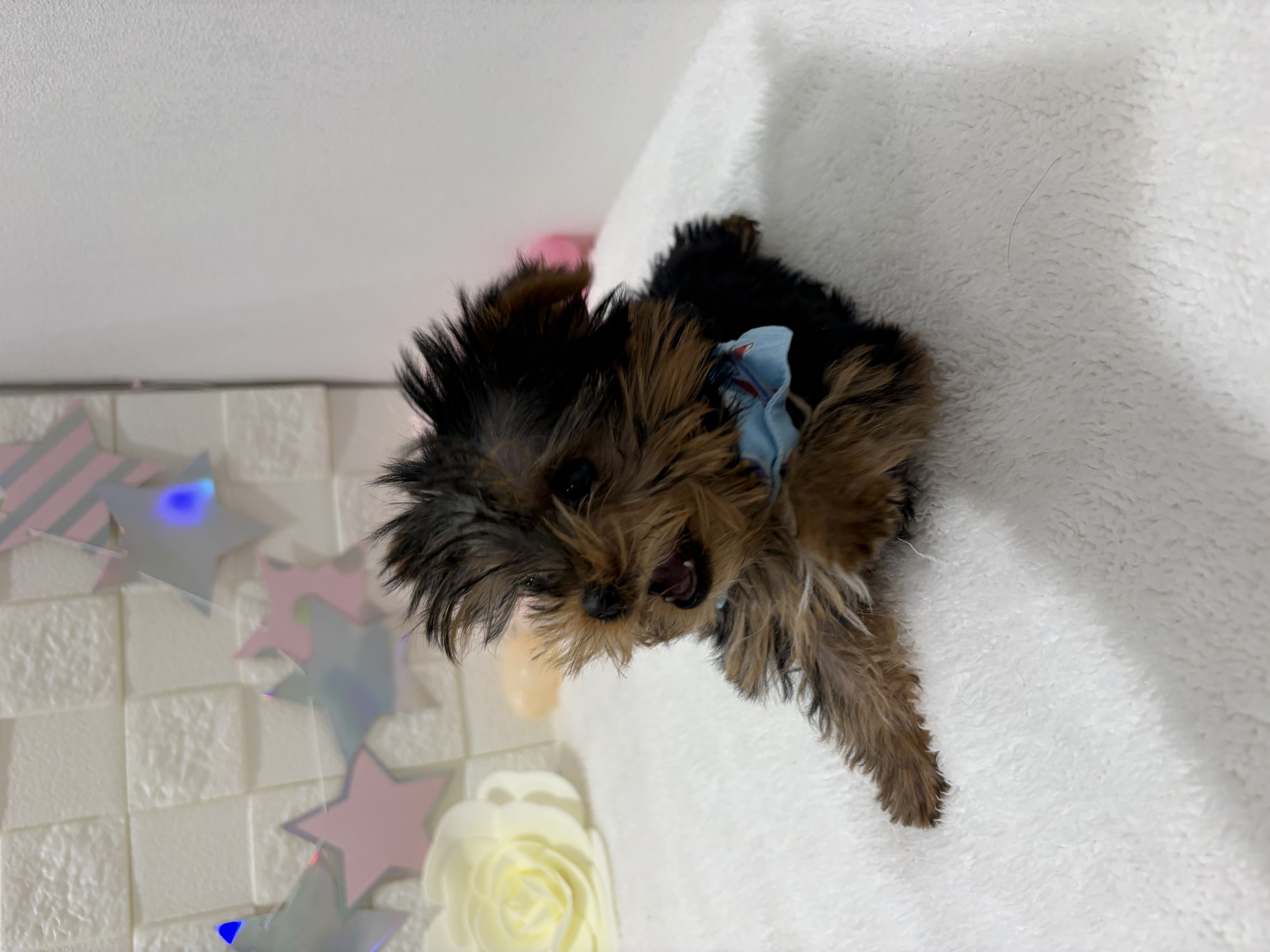 千葉県のヨークシャーテリア (センチュリーペット津田沼店/2025年11月25日生まれ/男の子/スチールブルータン)の子犬の2枚目の画像