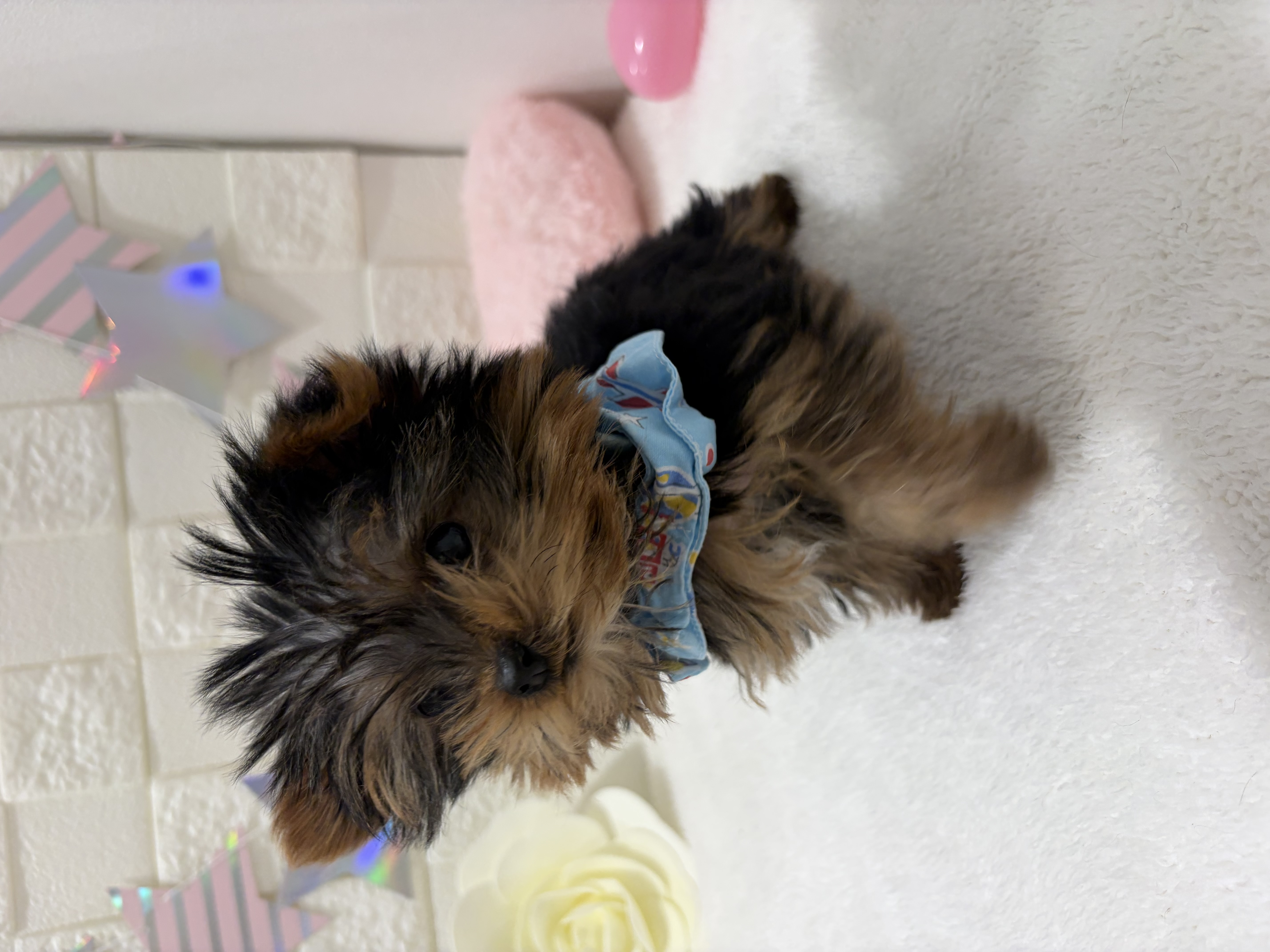 千葉県のヨークシャーテリア (センチュリーペット津田沼店/2025年11月25日生まれ/男の子/スチールブルータン)の子犬の3枚目の画像