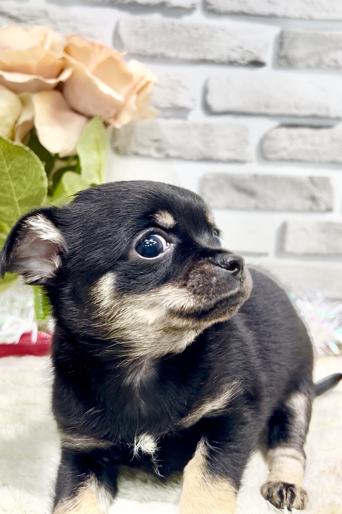 東京都のチワワ(スムース) (センチュリーペット瑞江店/2026年1月5日生まれ/女の子/ブラックタン)の子犬の2枚目の画像