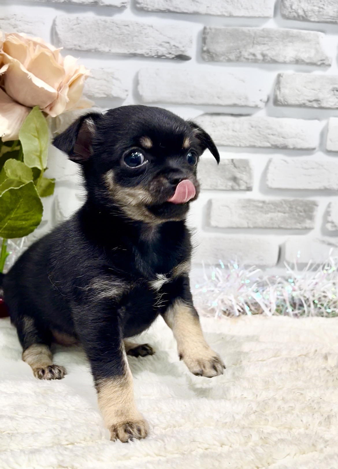 東京都のチワワ(スムース) (センチュリーペット瑞江店/2026年1月5日生まれ/女の子/ブラックタン)の子犬の3枚目の画像