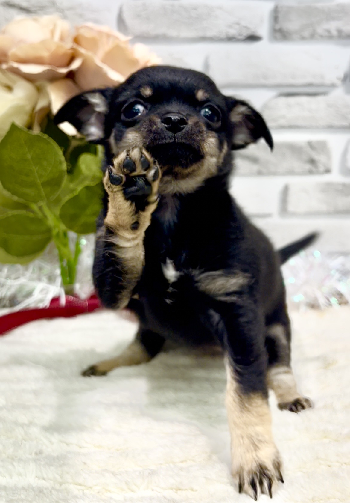 東京都のチワワ(スムース) (センチュリーペット瑞江店/2026年1月5日生まれ/女の子/ブラックタン)の子犬の4枚目の画像