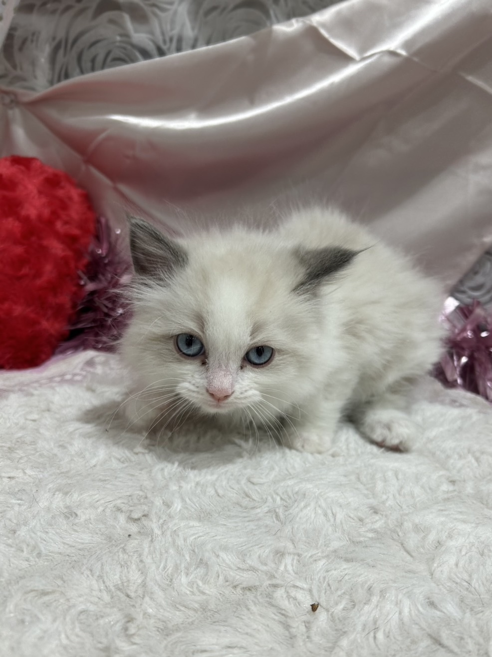 千葉県のラグドール (センチュリーペット新浦安店/2026年1月10日生まれ/男の子/ブルーポイントバイカラー)の子猫の2枚目の画像