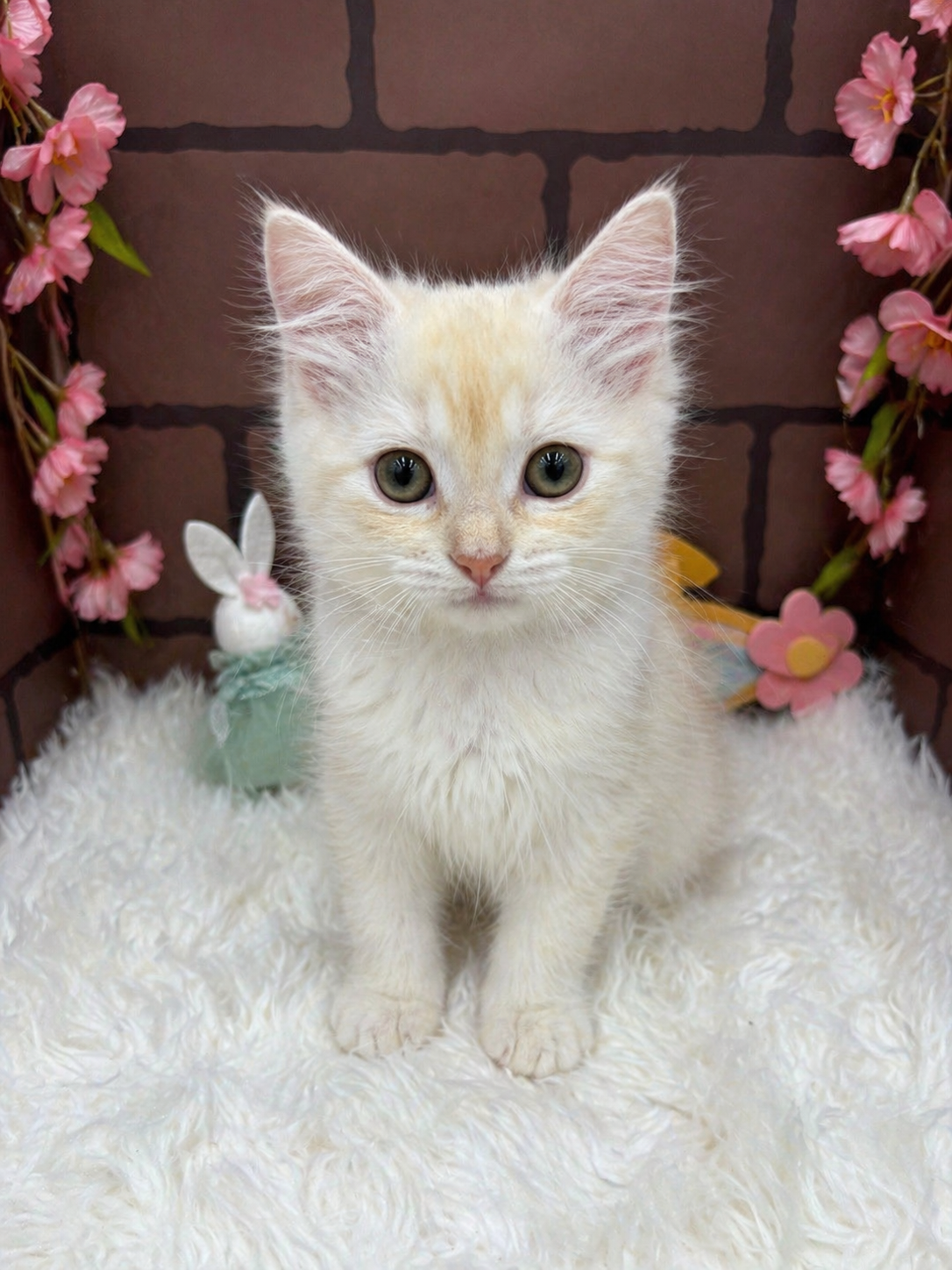 大阪府のサイベリアン (センチュリーペットそよら古川橋駅前店/2026年1月8日生まれ/男の子/クリームホワイト)の子猫の1枚目の画像