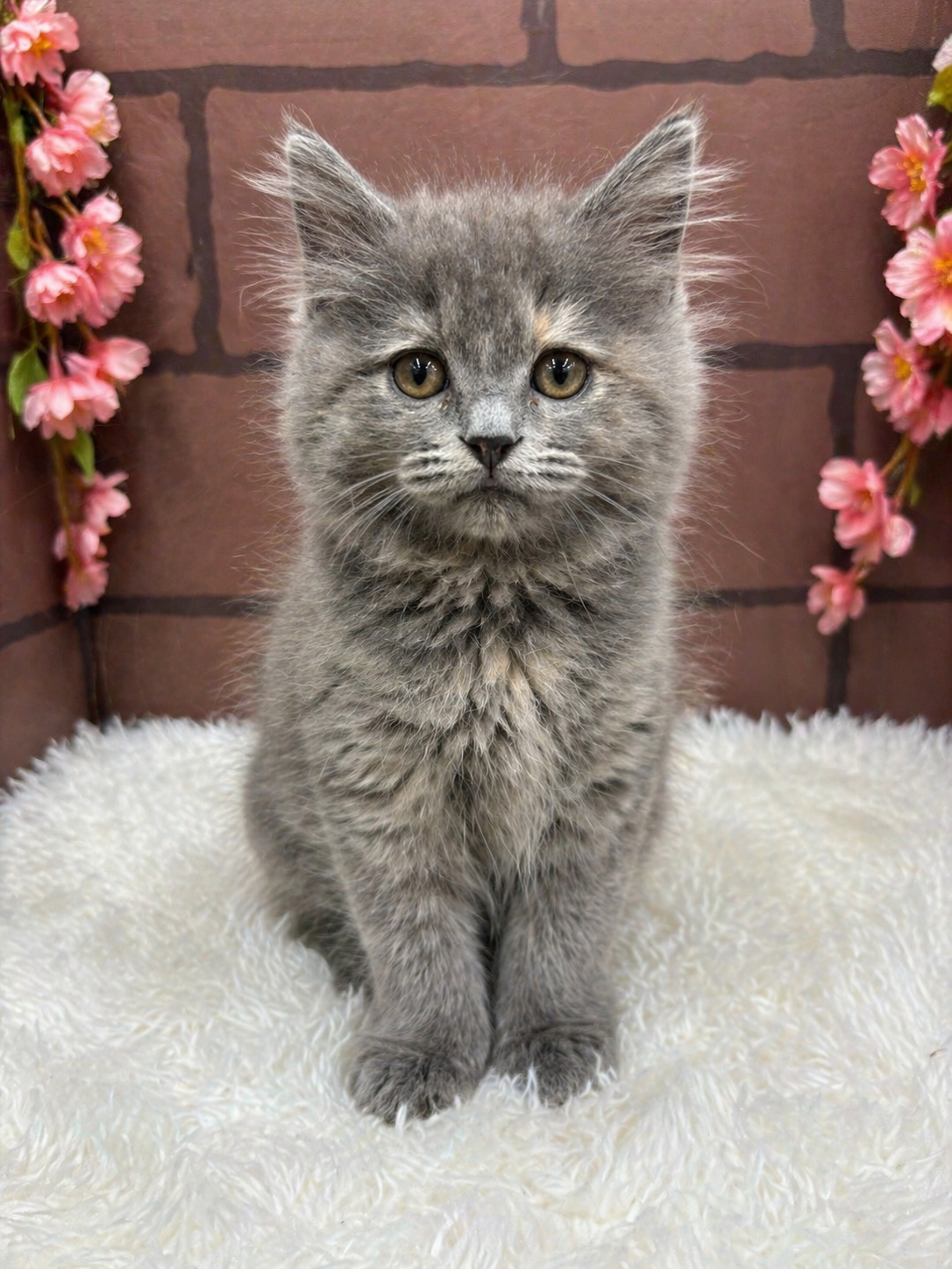 大阪府のミヌエット (センチュリーペットそよら古川橋駅前店/2026年1月2日生まれ/女の子/ブルーパッチドタビー)の子猫の1枚目の画像