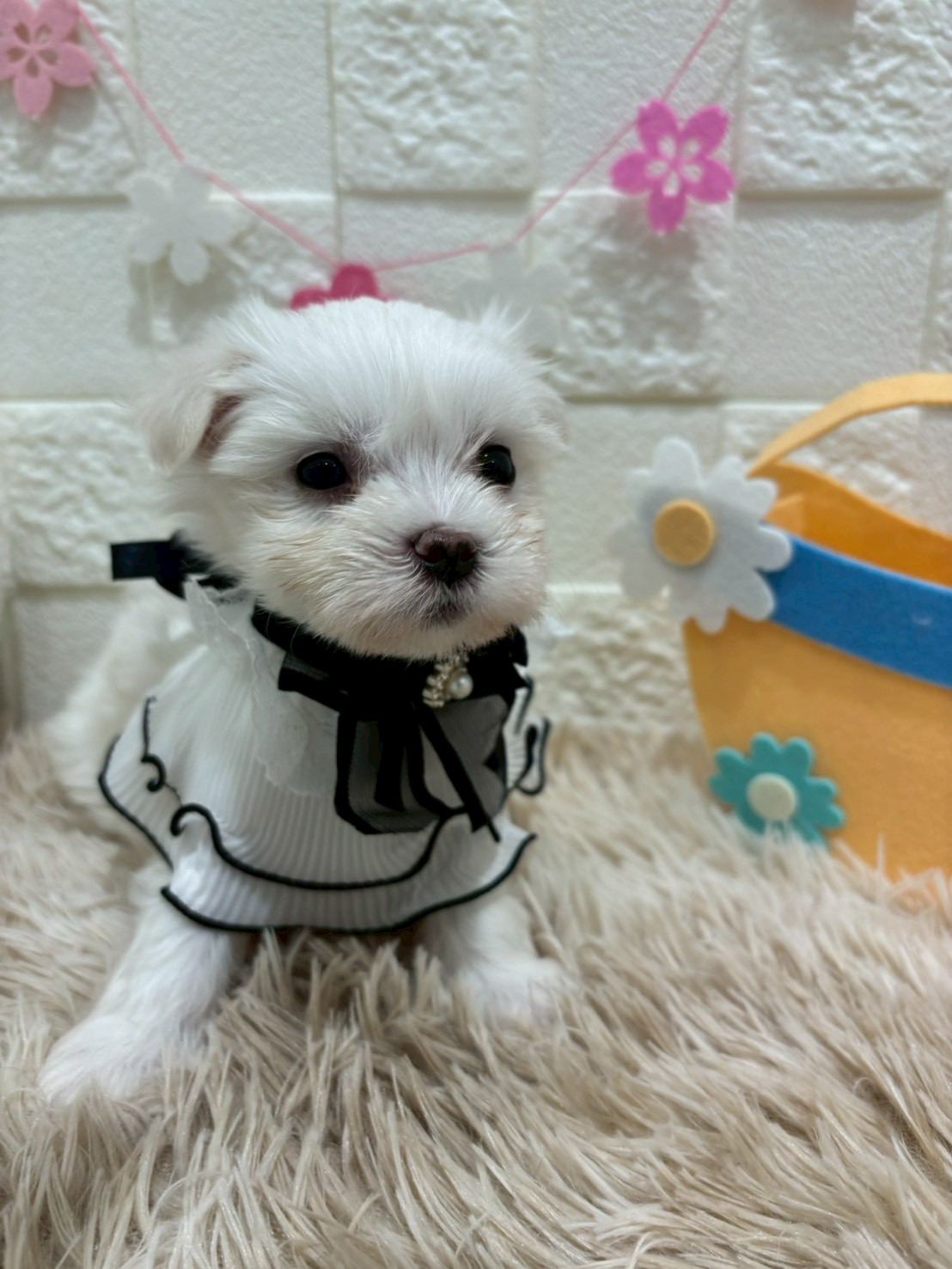 千葉県のマルチーズ (センチュリーペット津田沼店/2026年1月7日生まれ/女の子/ホワイト)の子犬の2枚目の画像