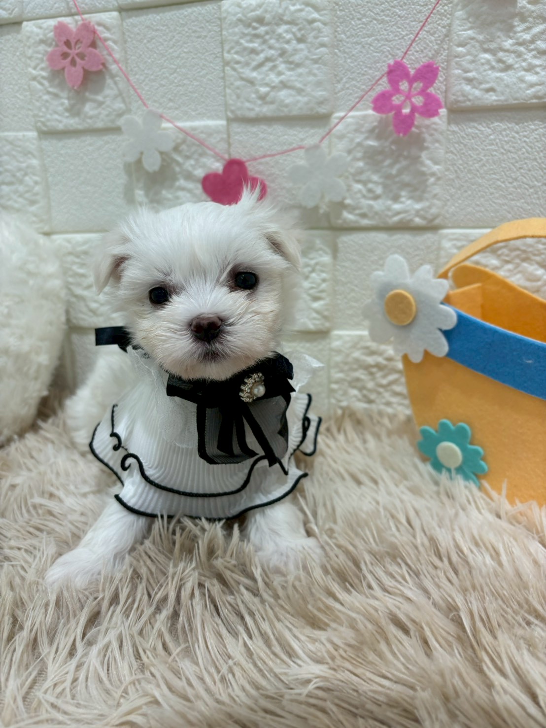 千葉県のマルチーズ (センチュリーペット津田沼店/2026年1月7日生まれ/女の子/ホワイト)の子犬の3枚目の画像