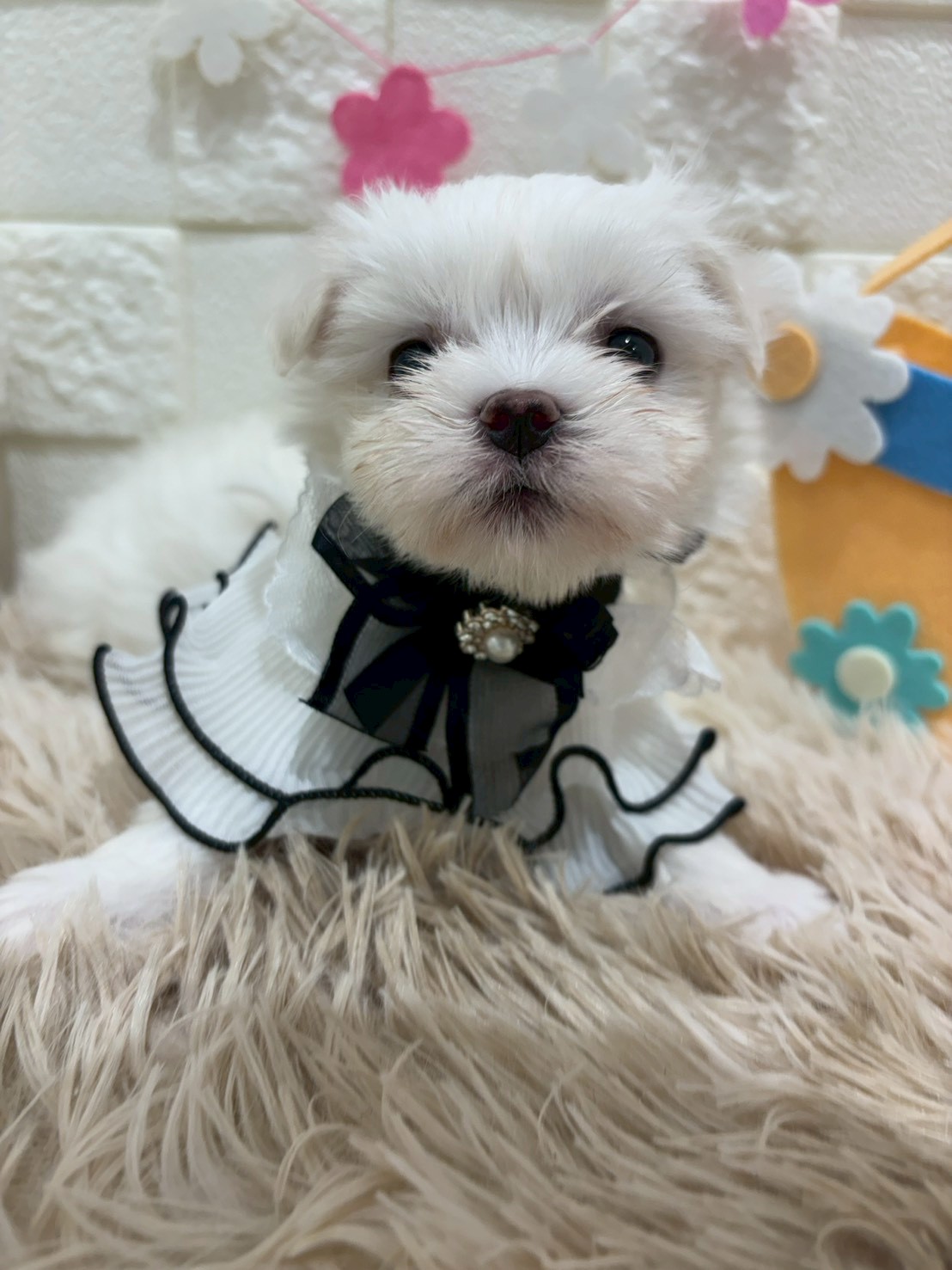 千葉県のマルチーズ (センチュリーペット津田沼店/2026年1月7日生まれ/女の子/ホワイト)の子犬の4枚目の画像