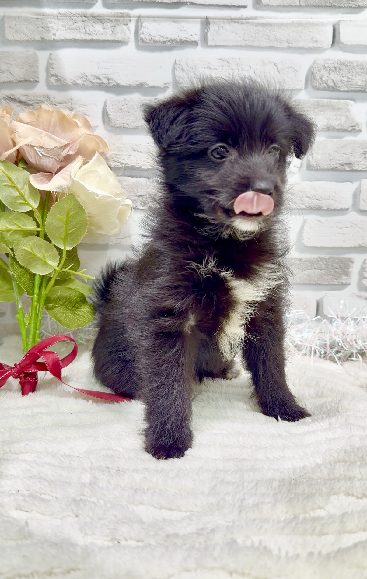 東京都の柴プー/豆プー/マメプー(柴犬×トイプードル) (センチュリーペット瑞江店/2026年1月3日生まれ/女の子/その他色)の子犬の2枚目の画像