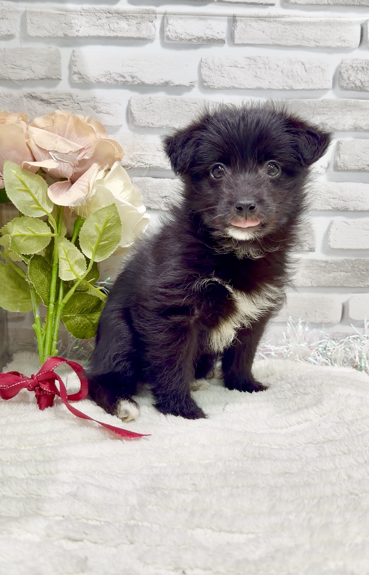 東京都の柴プー/豆プー/マメプー(柴犬×トイプードル) (センチュリーペット瑞江店/2026年1月3日生まれ/女の子/その他色)の子犬の4枚目の画像