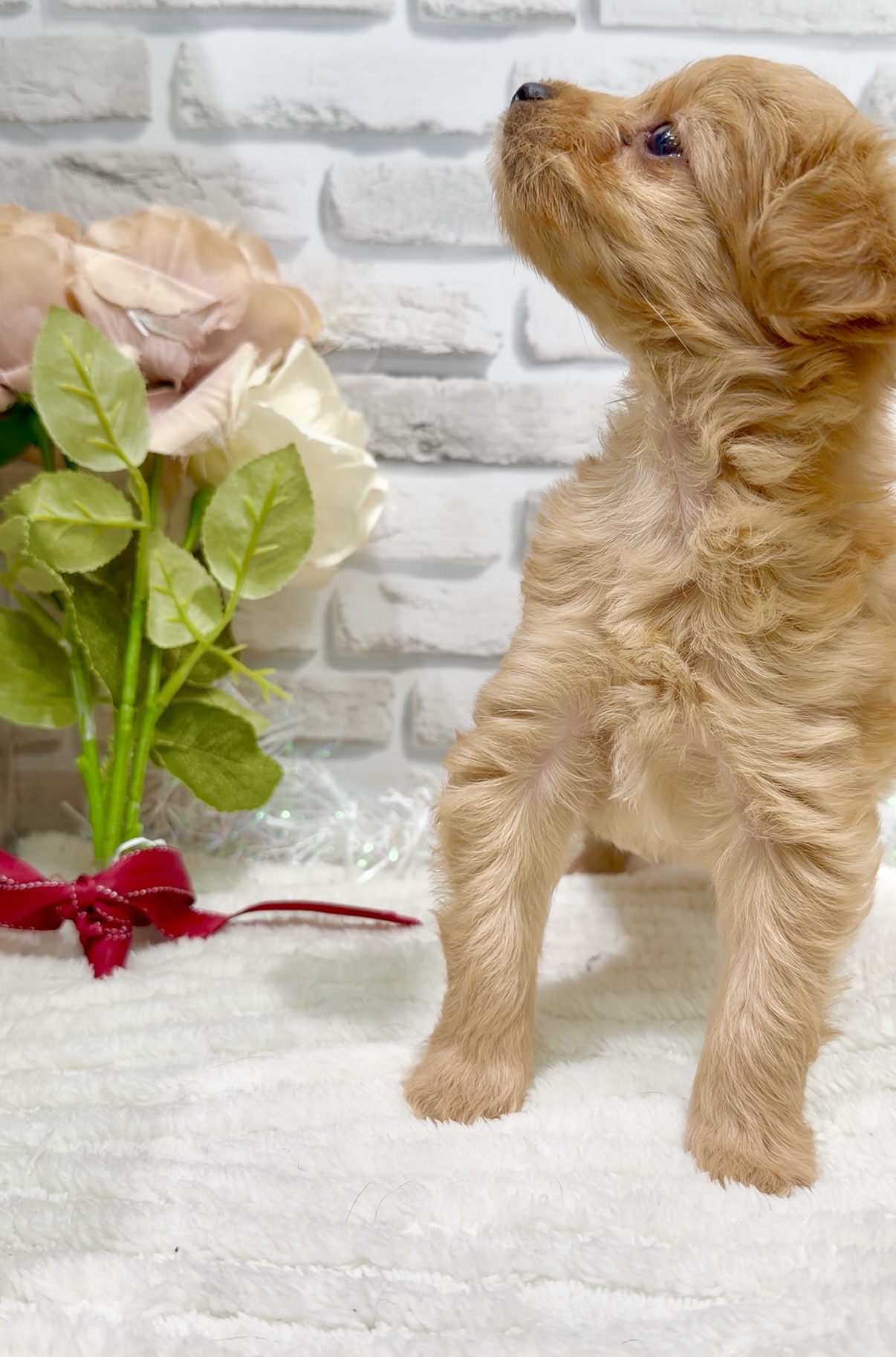 東京都のチワプー/プーチー(チワワ×プードル) (センチュリーペット瑞江店/2026年1月5日生まれ/女の子/その他色)の子犬の2枚目の画像