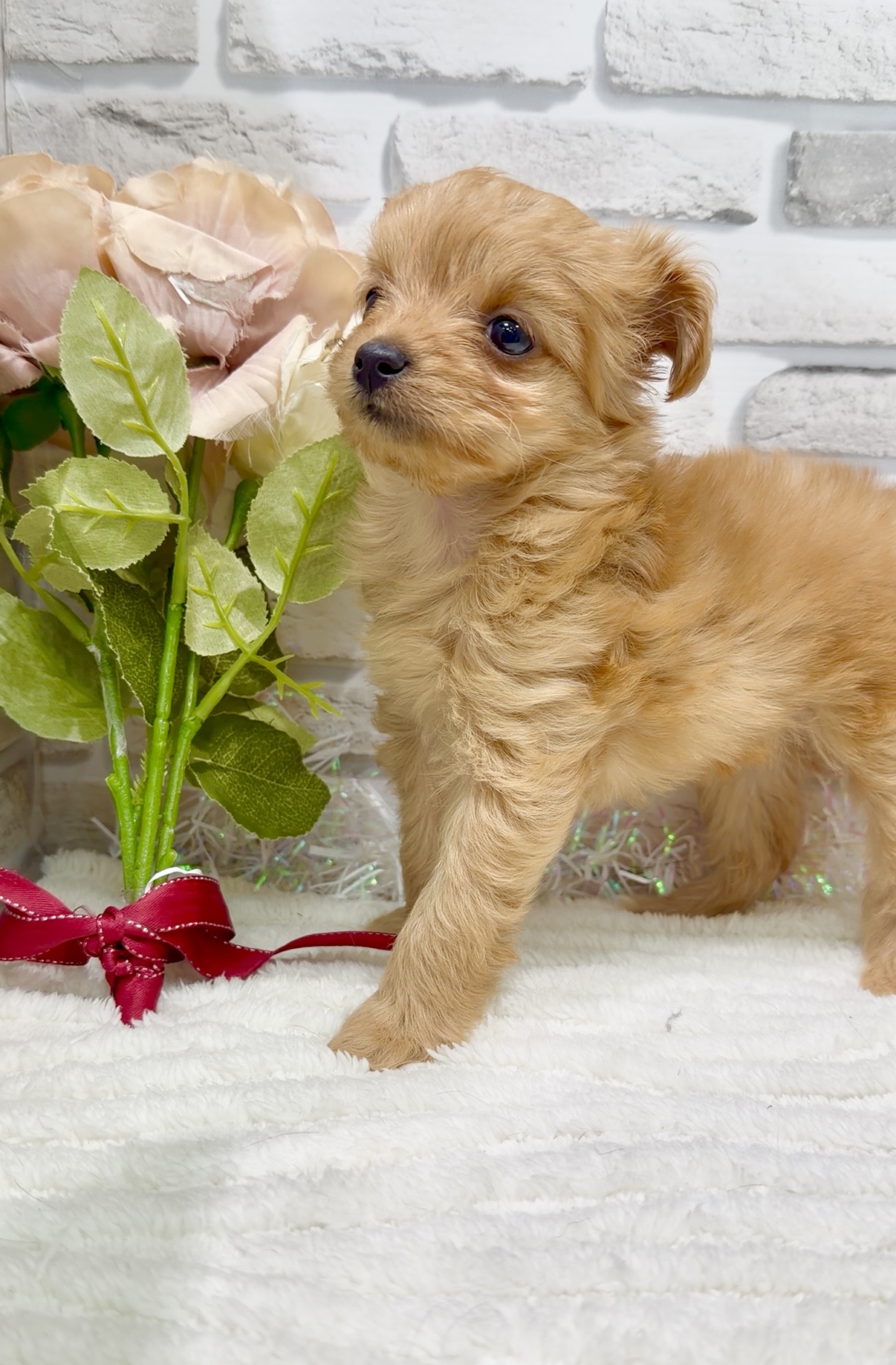 東京都のチワプー/プーチー(チワワ×プードル) (センチュリーペット瑞江店/2026年1月5日生まれ/女の子/その他色)の子犬の3枚目の画像