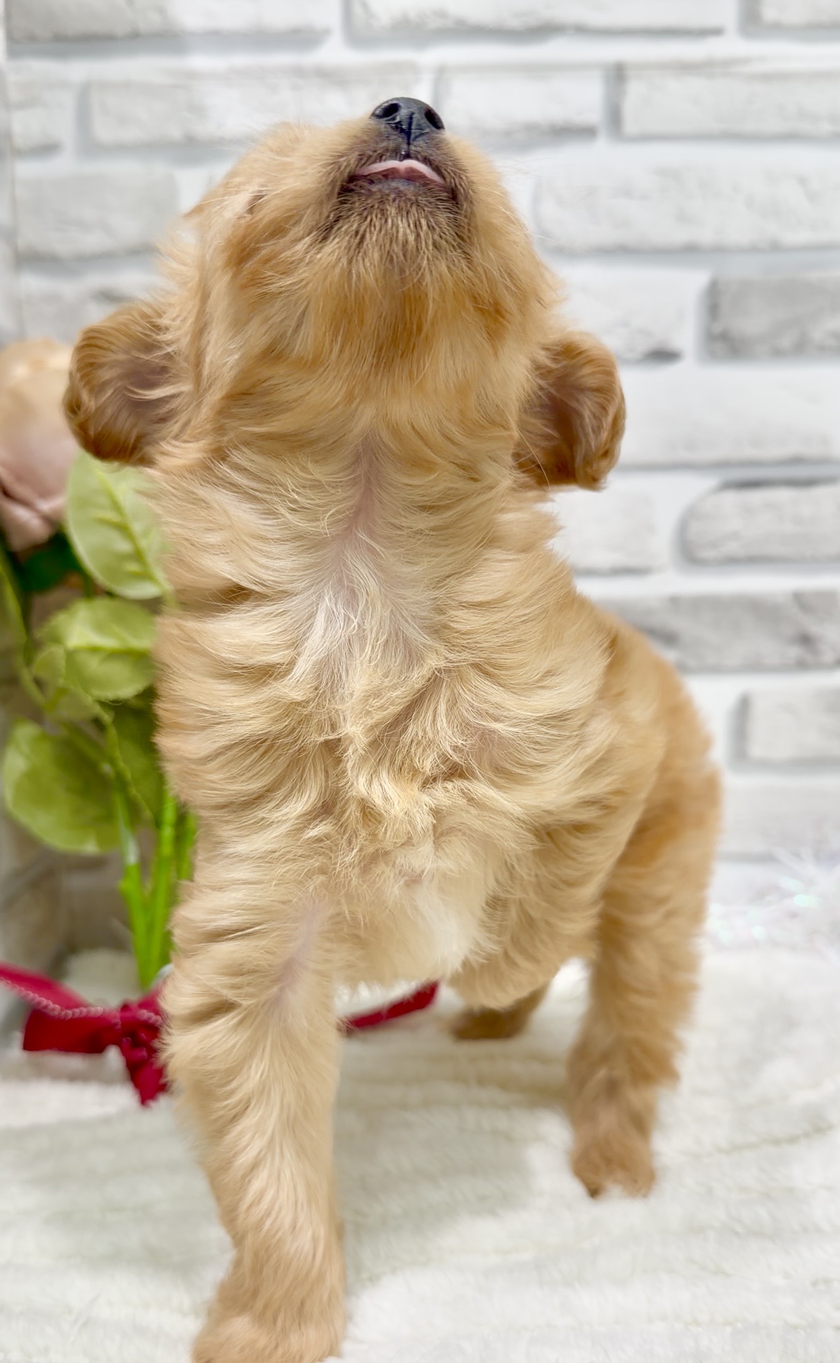 東京都のチワプー/プーチー(チワワ×プードル) (センチュリーペット瑞江店/2026年1月5日生まれ/女の子/その他色)の子犬の4枚目の画像