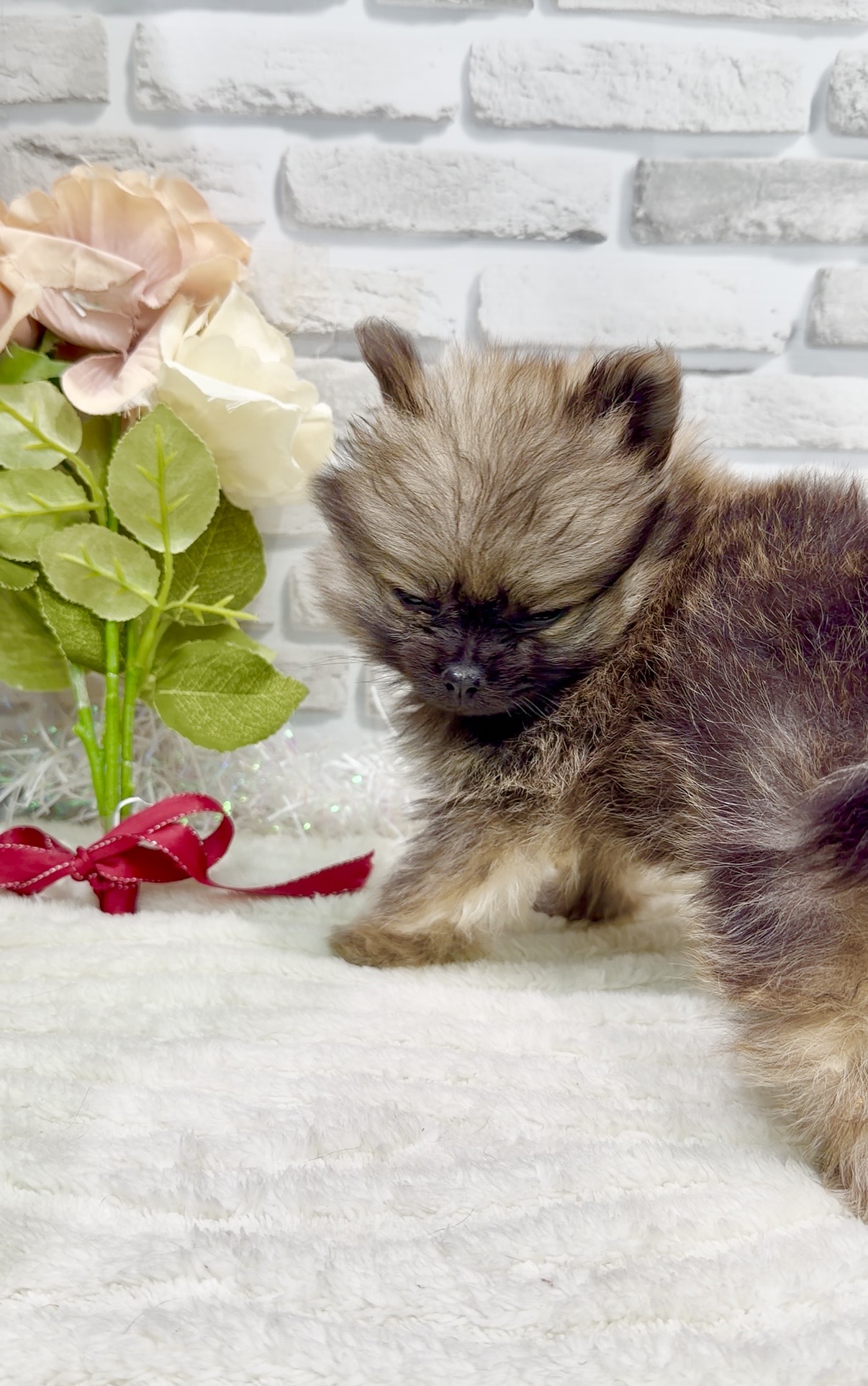 千葉県のポメラニアン (センチュリーペット新浦安店/2026年1月6日生まれ/男の子/ウルフセーブル)の子犬の2枚目の画像