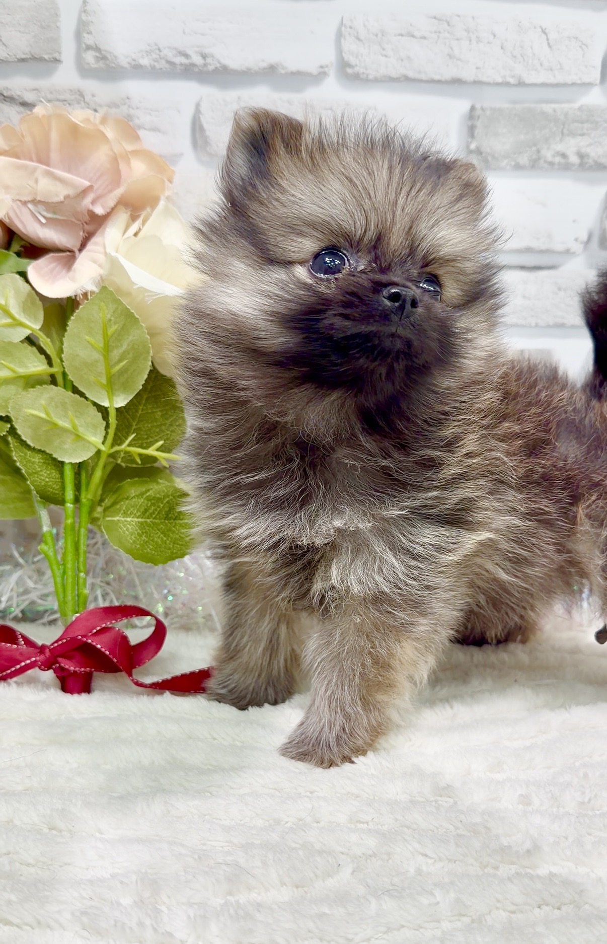 千葉県のポメラニアン (センチュリーペット新浦安店/2026年1月6日生まれ/男の子/ウルフセーブル)の子犬の3枚目の画像