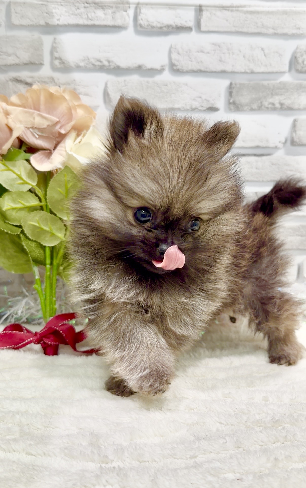 千葉県のポメラニアン (センチュリーペット新浦安店/2026年1月6日生まれ/男の子/ウルフセーブル)の子犬の4枚目の画像