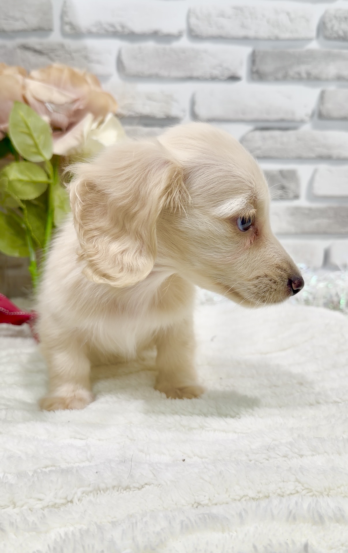 東京都のカニンヘンダックスフンド(ロング) (センチュリーペット瑞江店/2026年1月5日生まれ/男の子/イエロー)の子犬の2枚目の画像