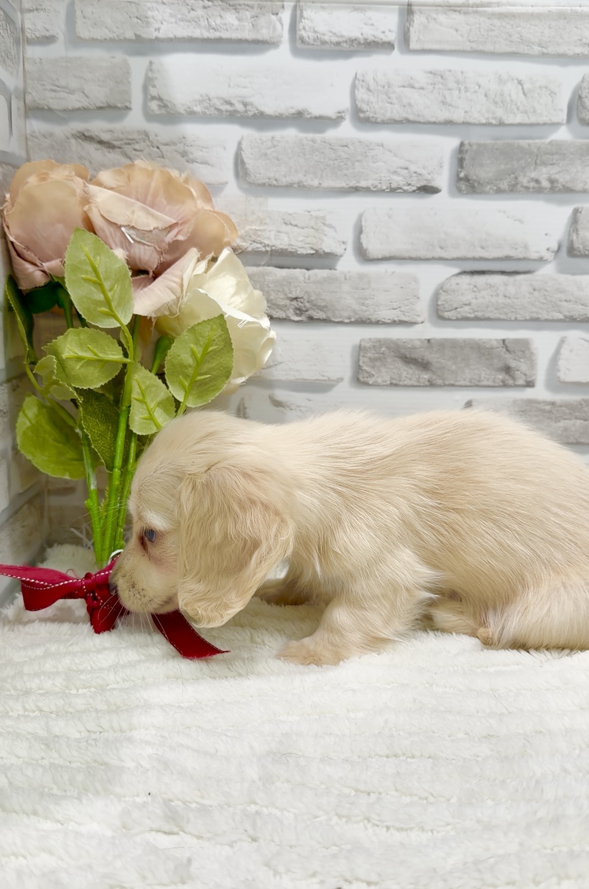 東京都のカニンヘンダックスフンド(ロング) (センチュリーペット瑞江店/2026年1月5日生まれ/男の子/イエロー)の子犬の3枚目の画像
