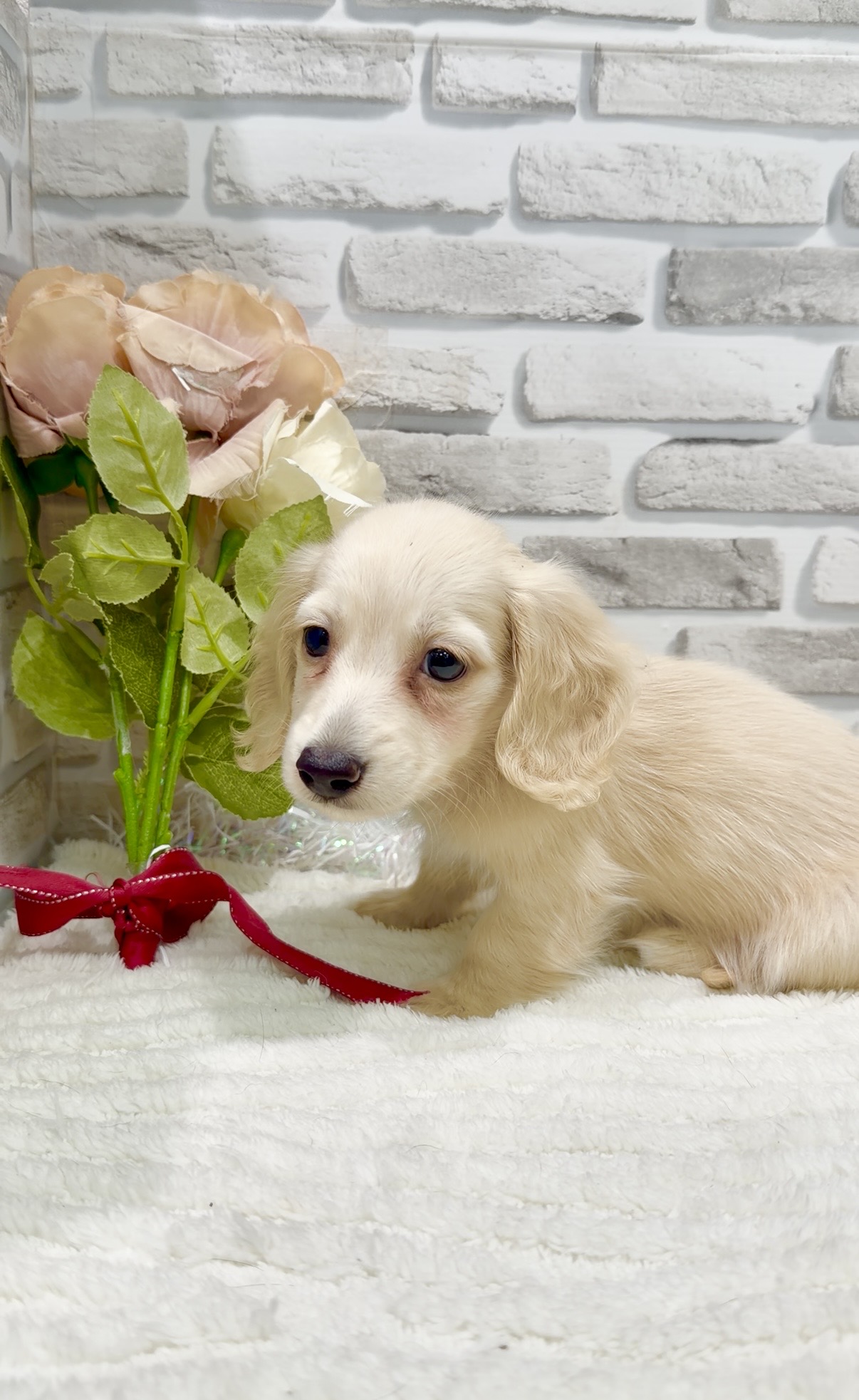 東京都のカニンヘンダックスフンド(ロング) (センチュリーペット瑞江店/2026年1月5日生まれ/男の子/イエロー)の子犬の4枚目の画像