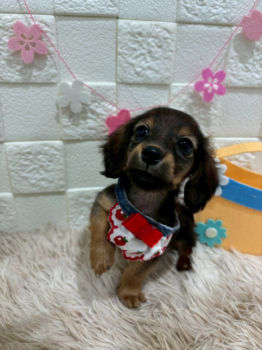 千葉県のカニンヘンダックスフンド(ロング) (センチュリーペット津田沼店/2026年1月5日生まれ/男の子/シェーデットレッド)の子犬の2枚目の画像