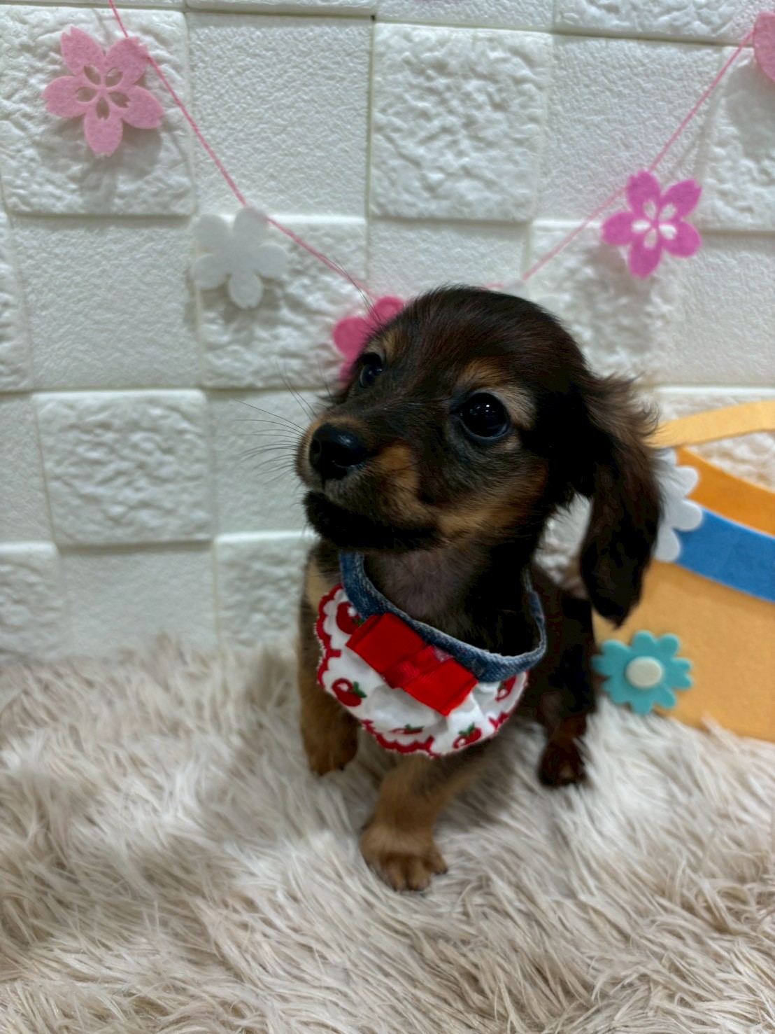 千葉県のカニンヘンダックスフンド(ロング) (センチュリーペット津田沼店/2026年1月5日生まれ/男の子/シェーデットレッド)の子犬の3枚目の画像