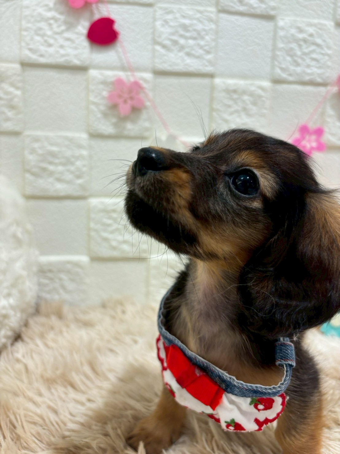 千葉県のカニンヘンダックスフンド(ロング) (センチュリーペット津田沼店/2026年1月5日生まれ/男の子/シェーデットレッド)の子犬の4枚目の画像