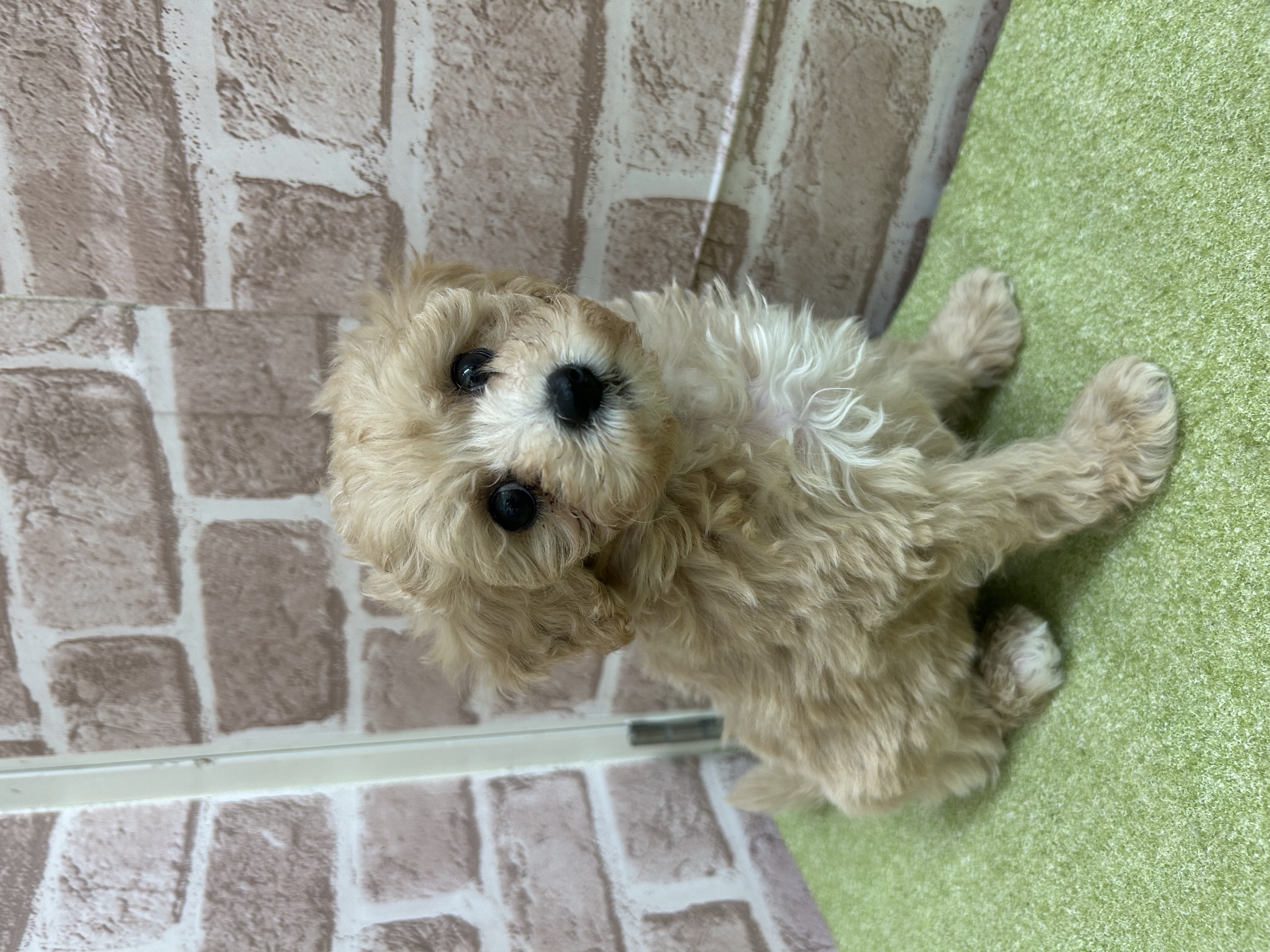 滋賀県のマルプー(マルチーズ×プードル) (センチュリーペットフォレオ大津一里山店/2026年1月4日生まれ/男の子/その他色)の子犬の2枚目の画像