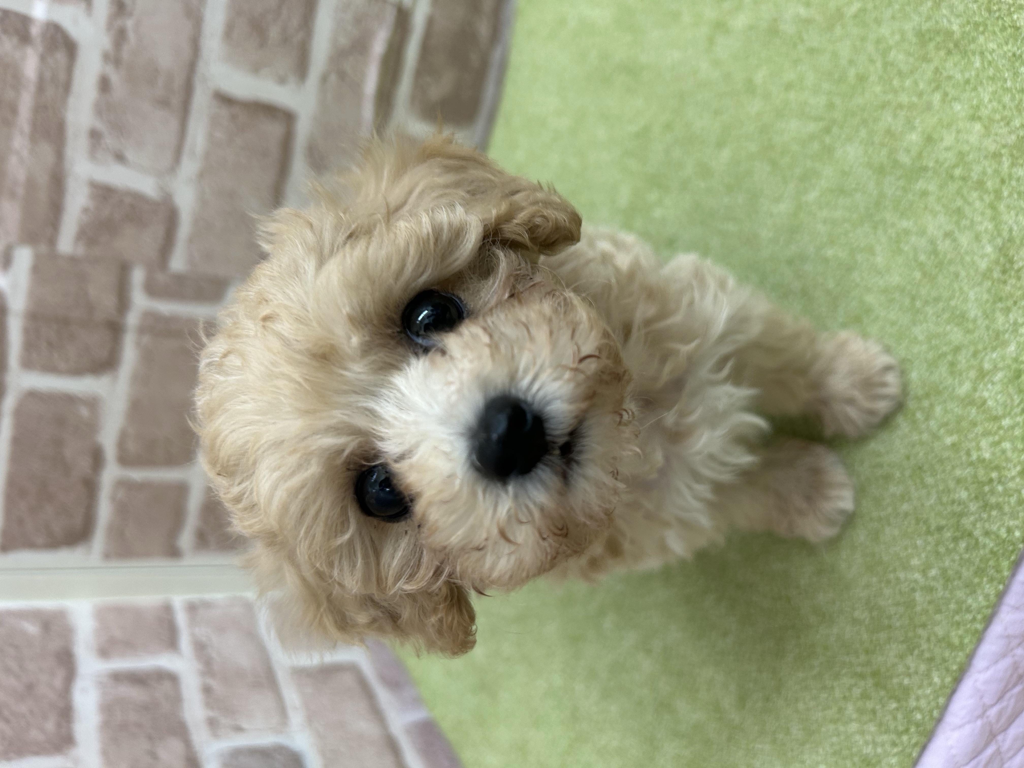 滋賀県のマルプー(マルチーズ×プードル) (センチュリーペットフォレオ大津一里山店/2026年1月4日生まれ/男の子/その他色)の子犬の3枚目の画像