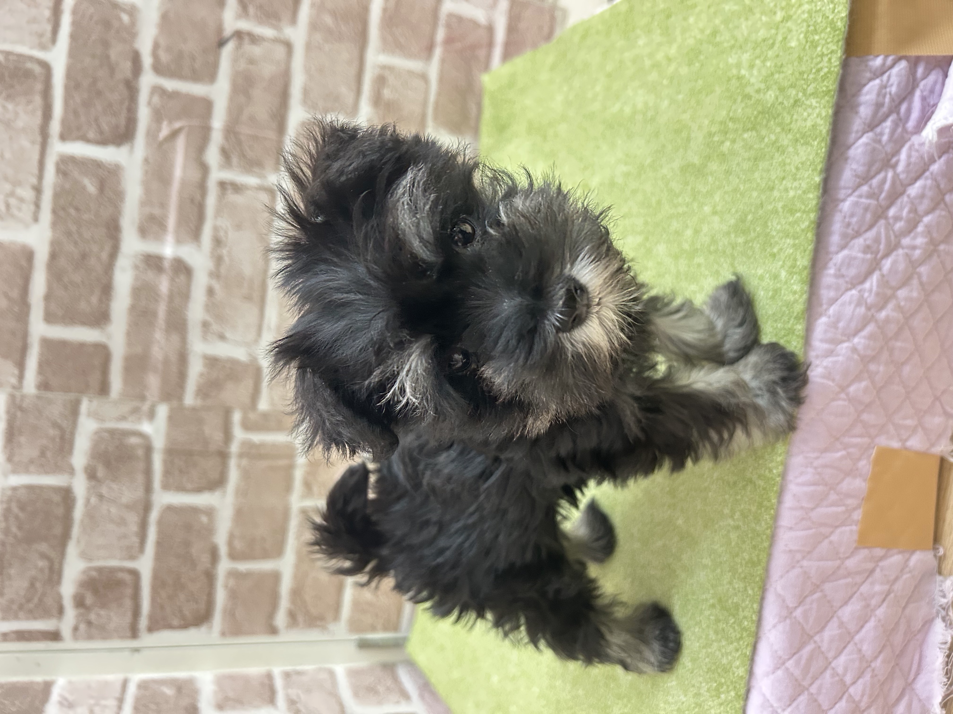 大阪府のミニチュアシュナウザー (センチュリーペットそよら古川橋駅前店/2026年1月9日生まれ/女の子/ソルトペッパー)の子犬の2枚目の画像