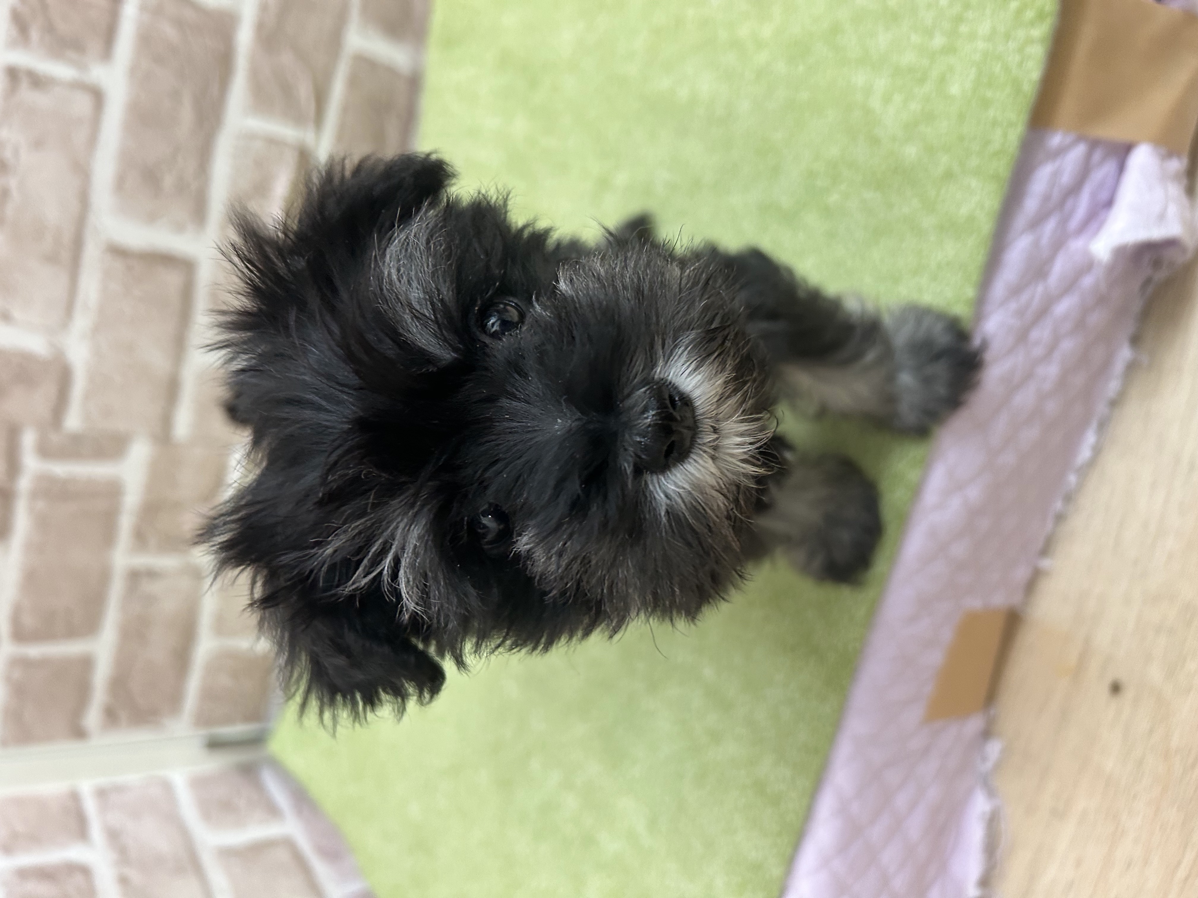 大阪府のミニチュアシュナウザー (センチュリーペットそよら古川橋駅前店/2026年1月9日生まれ/女の子/ソルトペッパー)の子犬の3枚目の画像