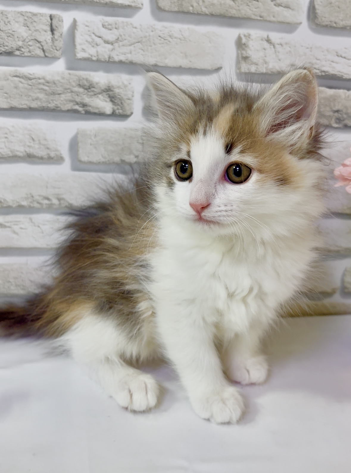 東京都のノルウェージャンフォレストキャット (センチュリーペットイオン葛西店/2026年1月16日生まれ/女の子/ダイリュートキャリコ)の子猫の2枚目の画像