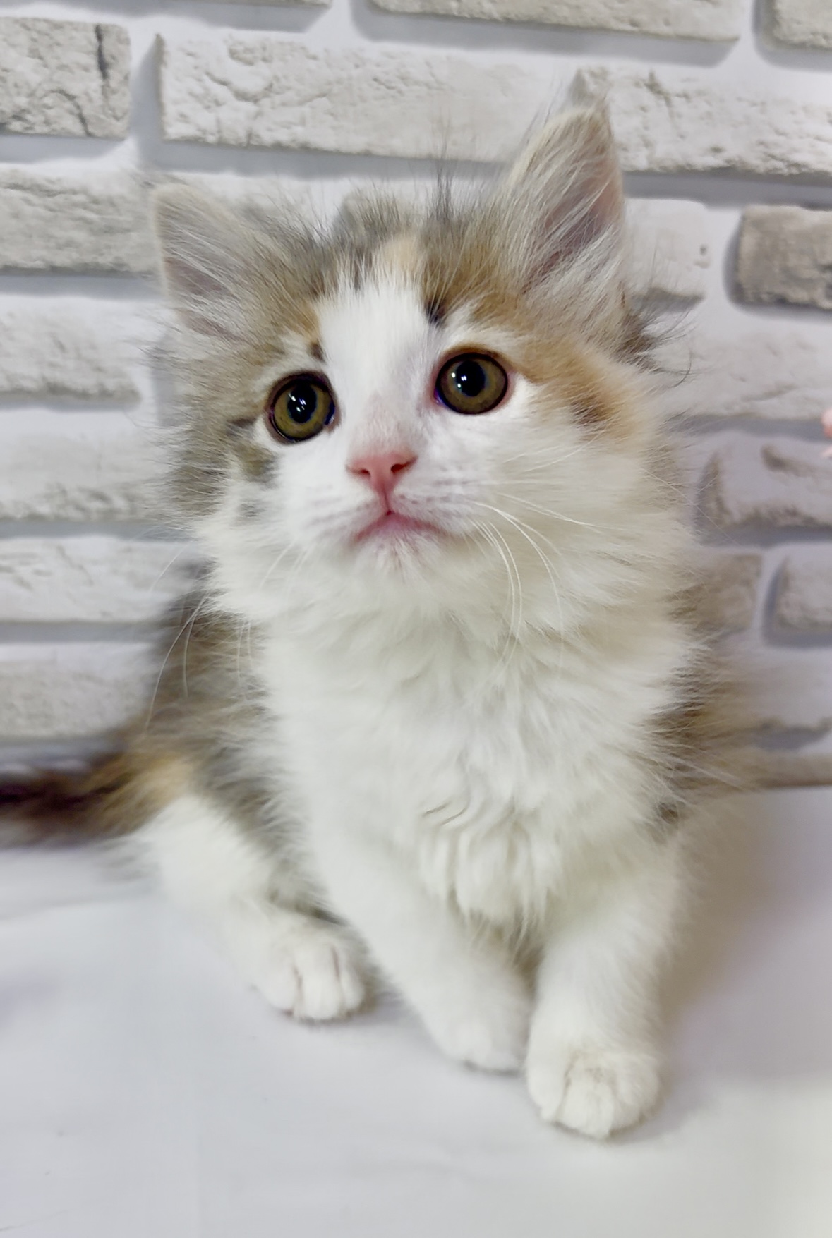 東京都のノルウェージャンフォレストキャット (センチュリーペットイオン葛西店/2026年1月16日生まれ/女の子/ダイリュートキャリコ)の子猫の3枚目の画像