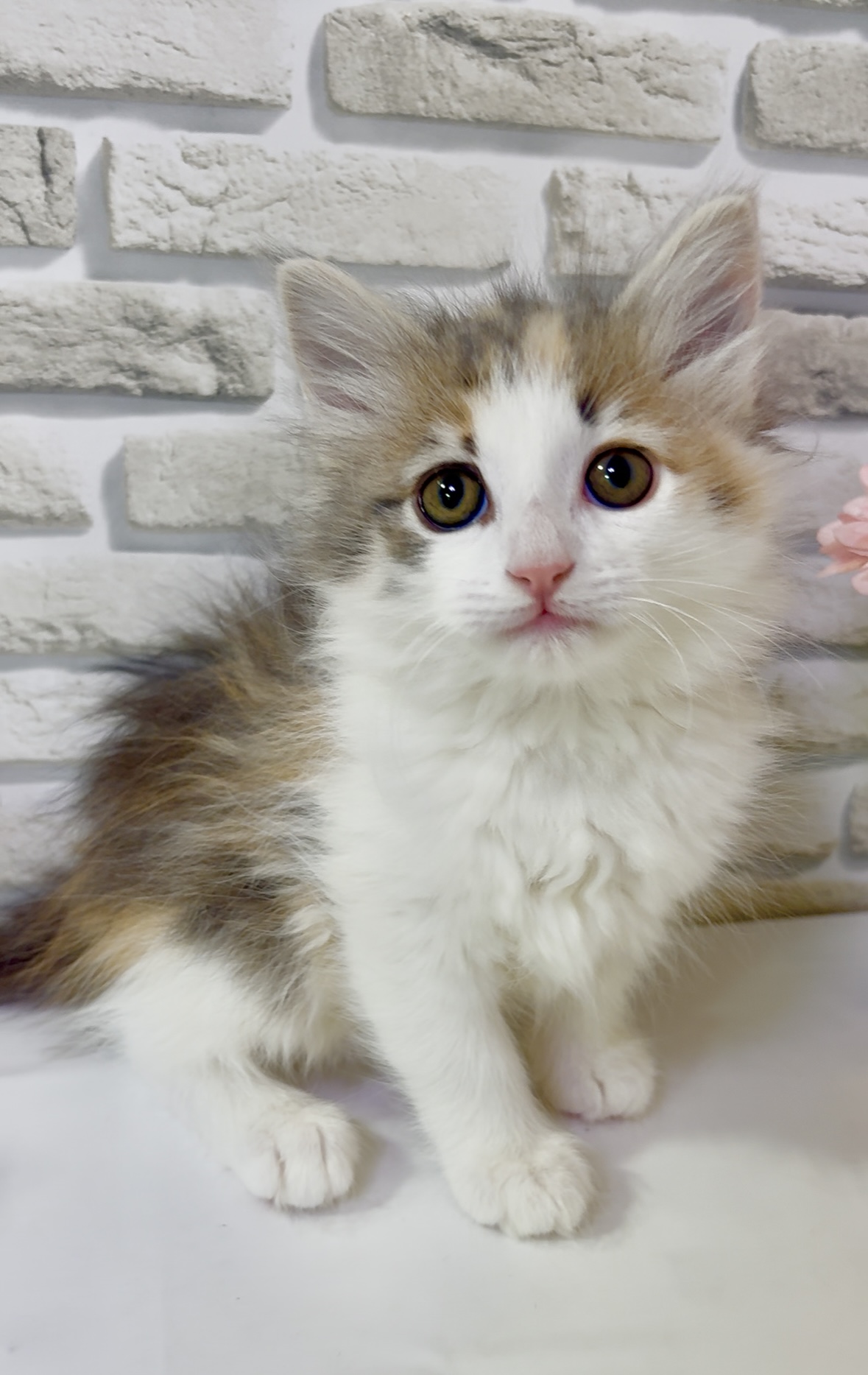 東京都のノルウェージャンフォレストキャット (センチュリーペットイオン葛西店/2026年1月16日生まれ/女の子/ダイリュートキャリコ)の子猫の4枚目の画像