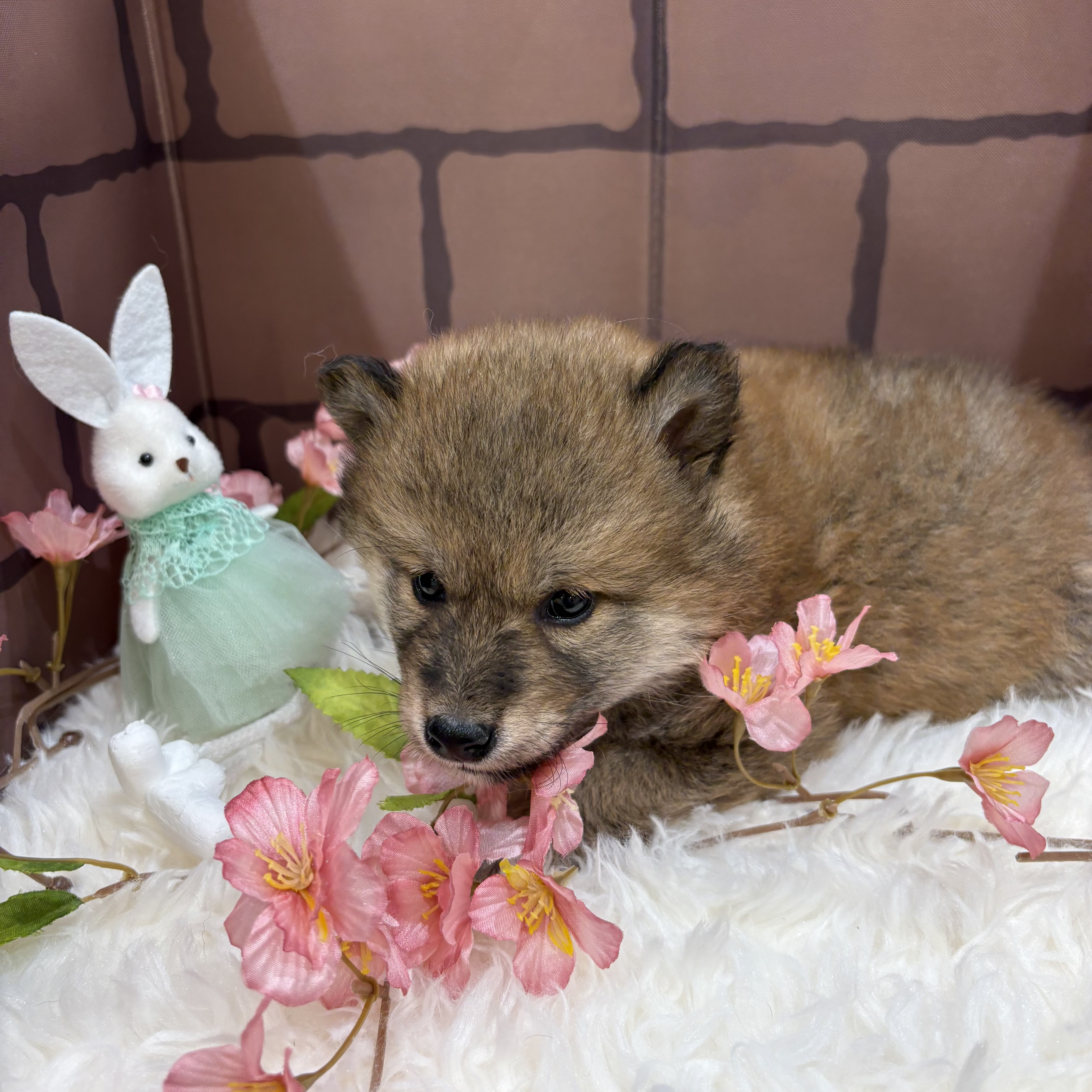 大阪府の豆柴 (センチュリーペットそよら古川橋駅前店/2026年1月17日生まれ/女の子/赤)の子犬の2枚目の画像