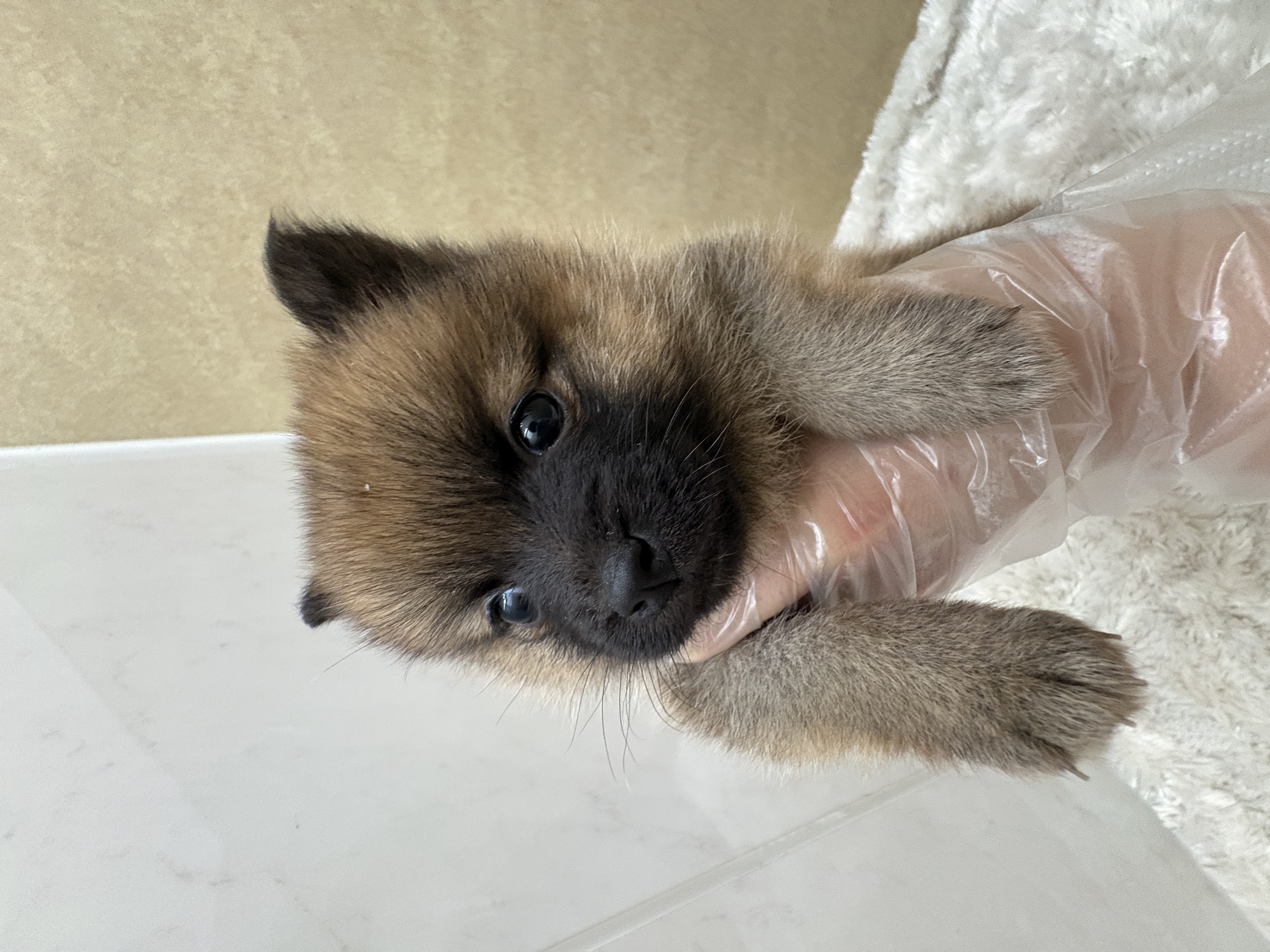 滋賀県のポメ柴/豆ポメ/ポメ豆柴(ポメラニアン×柴犬) (センチュリーペットフォレオ大津一里山店/2026年1月15日生まれ/女の子/その他色)の子犬の2枚目の画像