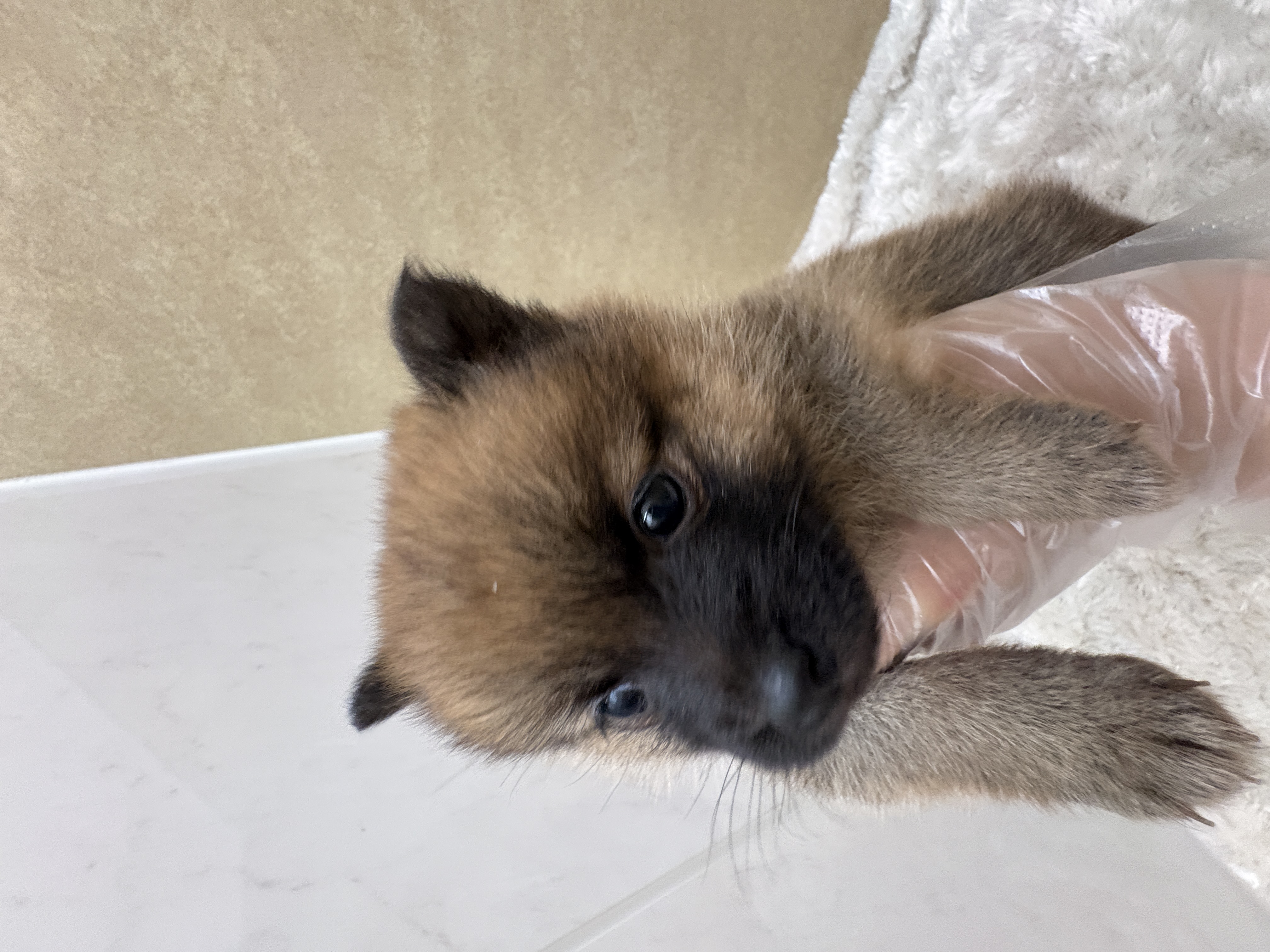 滋賀県のポメ柴/豆ポメ/ポメ豆柴(ポメラニアン×柴犬) (センチュリーペットフォレオ大津一里山店/2026年1月15日生まれ/女の子/その他色)の子犬の3枚目の画像