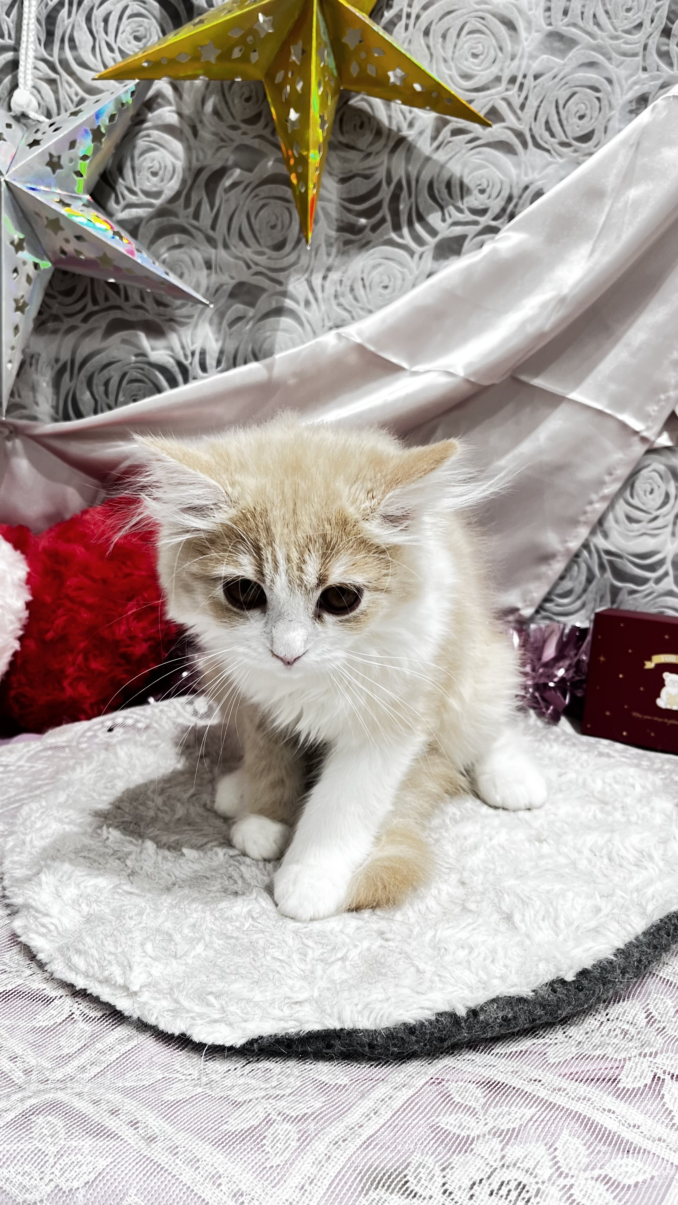 千葉県のミヌエット (センチュリーペット新浦安店/2025年12月15日生まれ/男の子/クリームタビーホワイト)の子猫の2枚目の画像